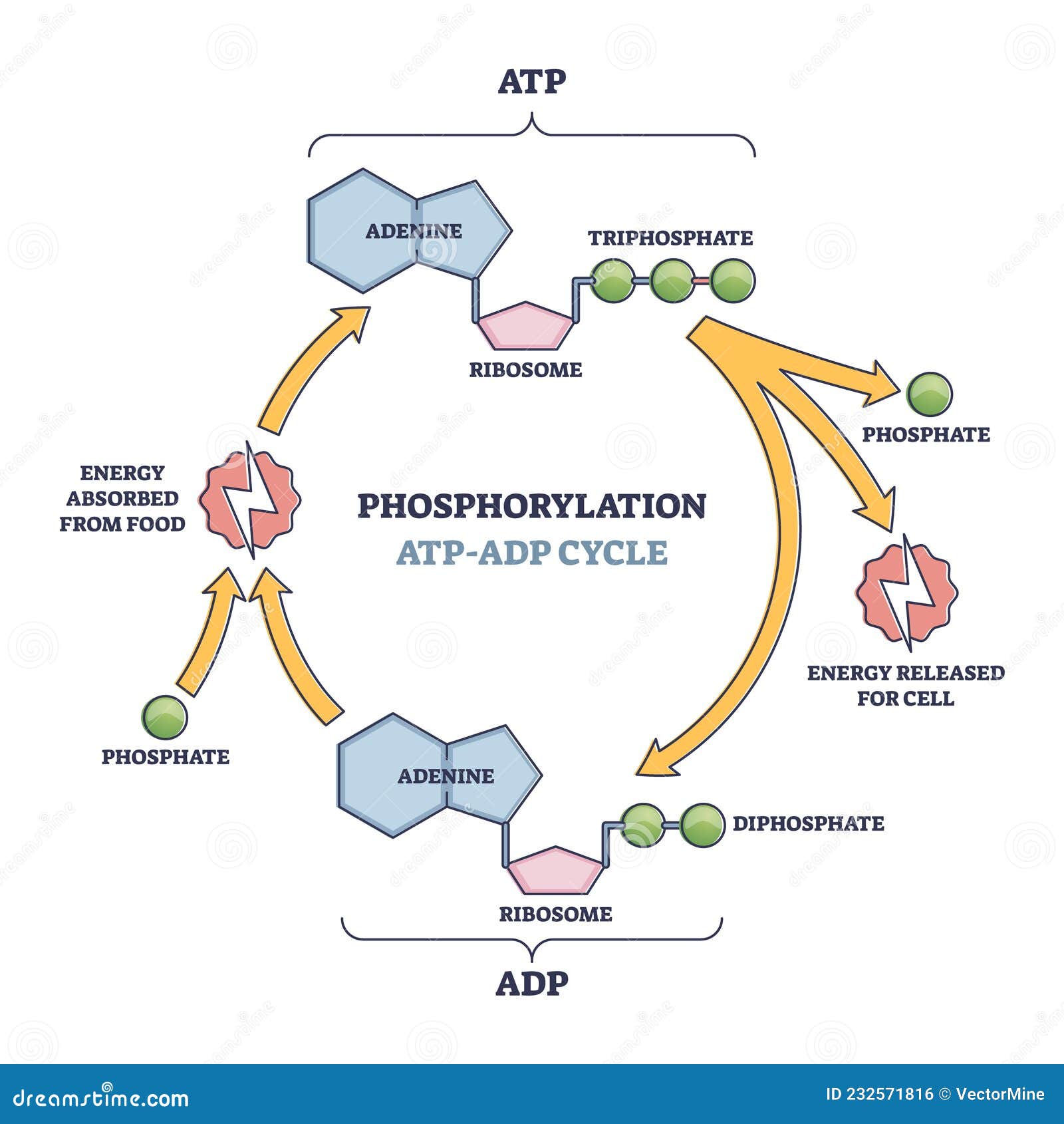 Phosphorylation ATP, ADP Cycle with Detailed Process Stages Outline
