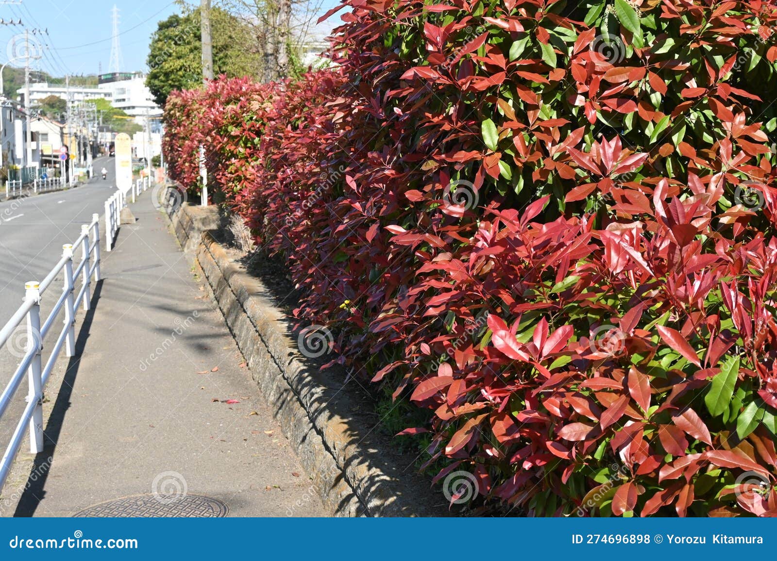 The Photinia Glabra ( Red Robin ) Hedges. Stock Photo Image of evergreen, refreshing 274696898