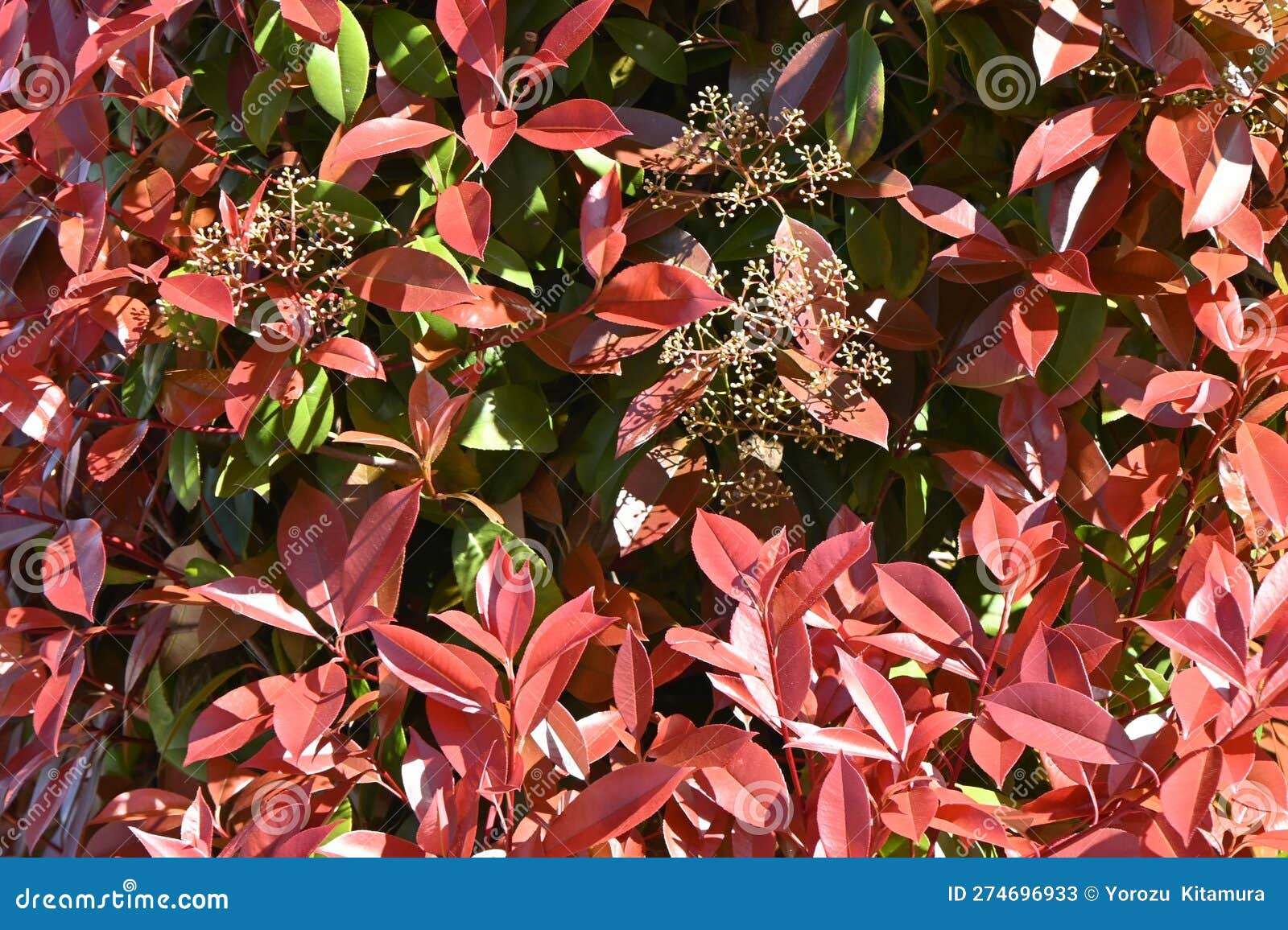 The Photinia Glabra ( Red Robin ) Hedges. Stock Image Image of shrubs, foliage 274696933