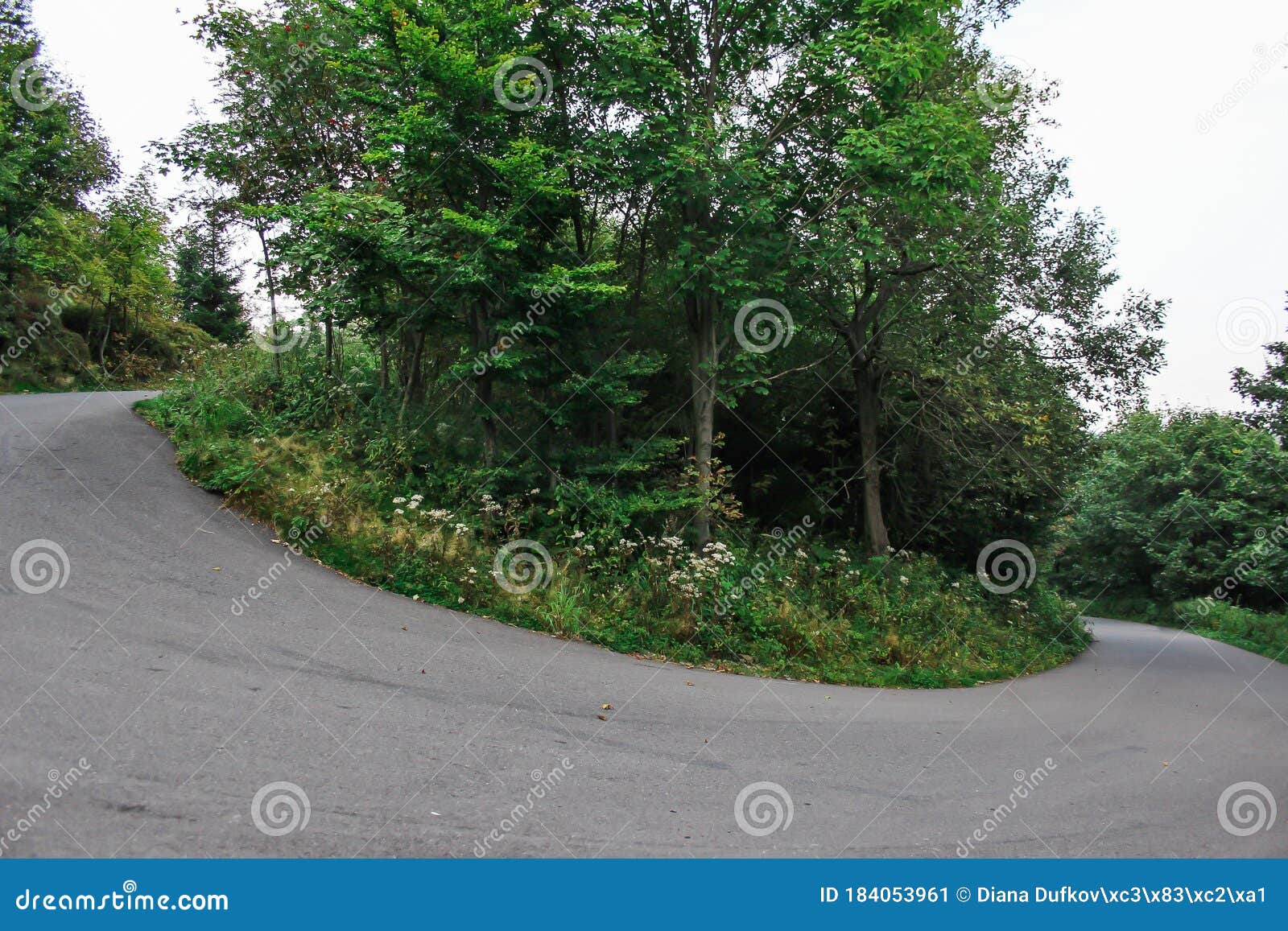 Sharp turn in a wood stock image. Image of grey, turns 184053961