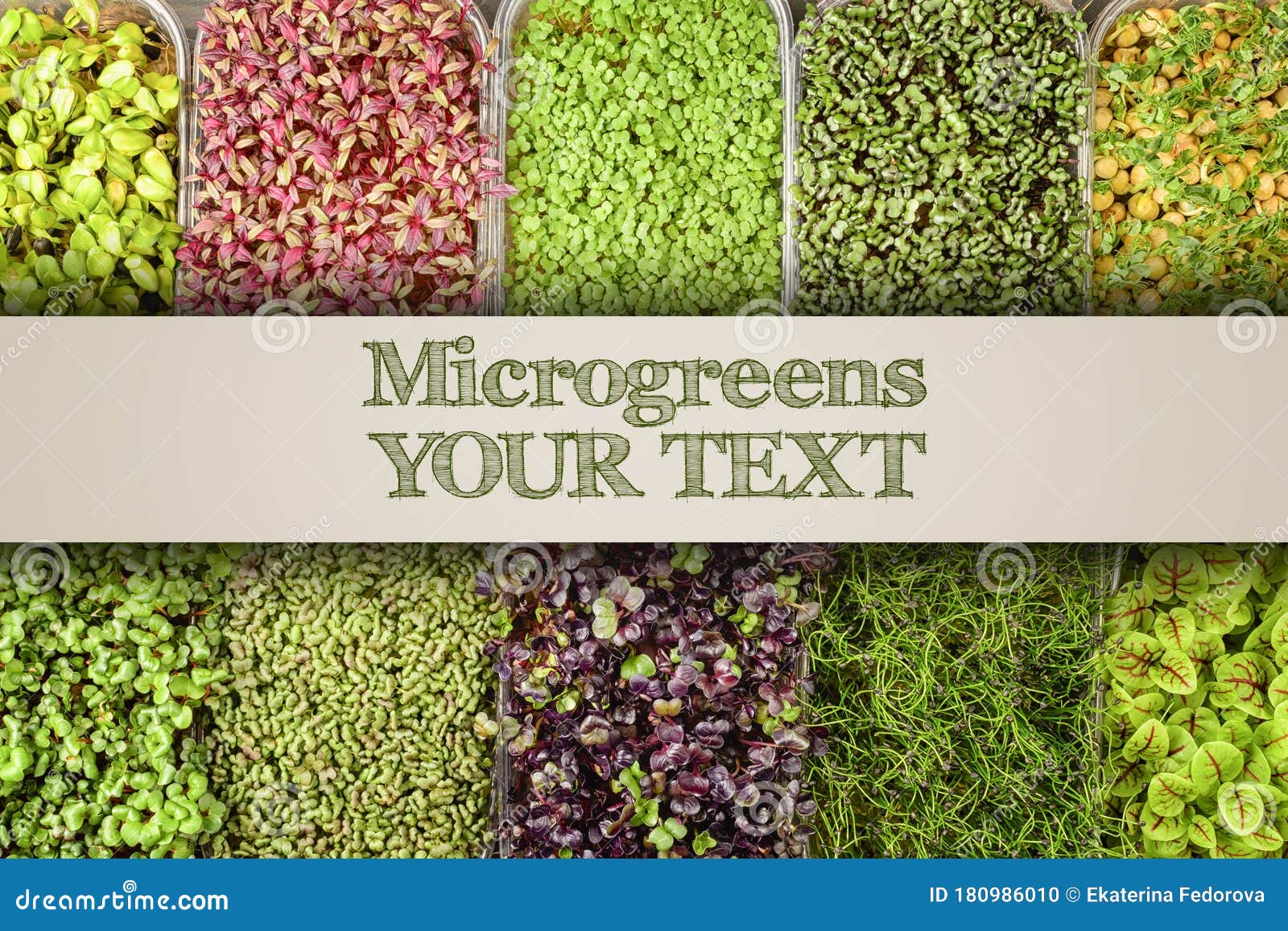 photo from above, boxes with sprouts of young herbs of sorrel, radish, mustard, peas and basil. place for text. large