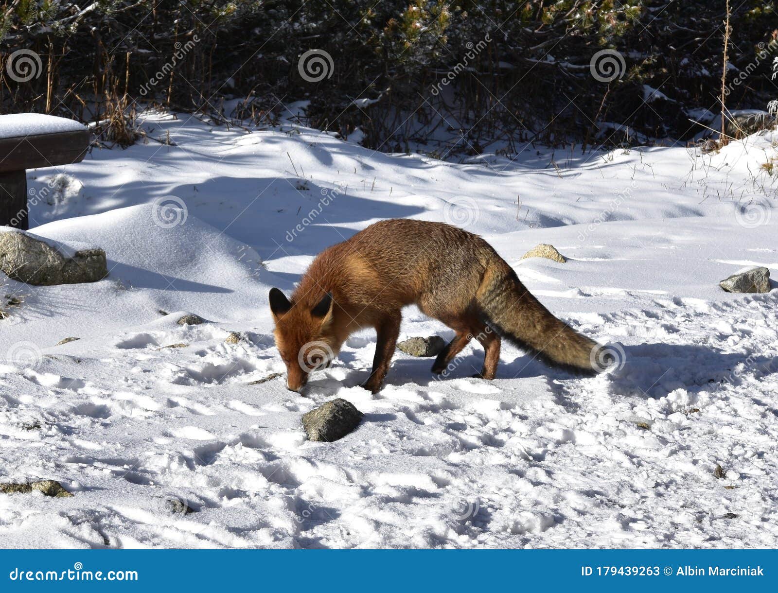 lis w tatrach, fox in tatras