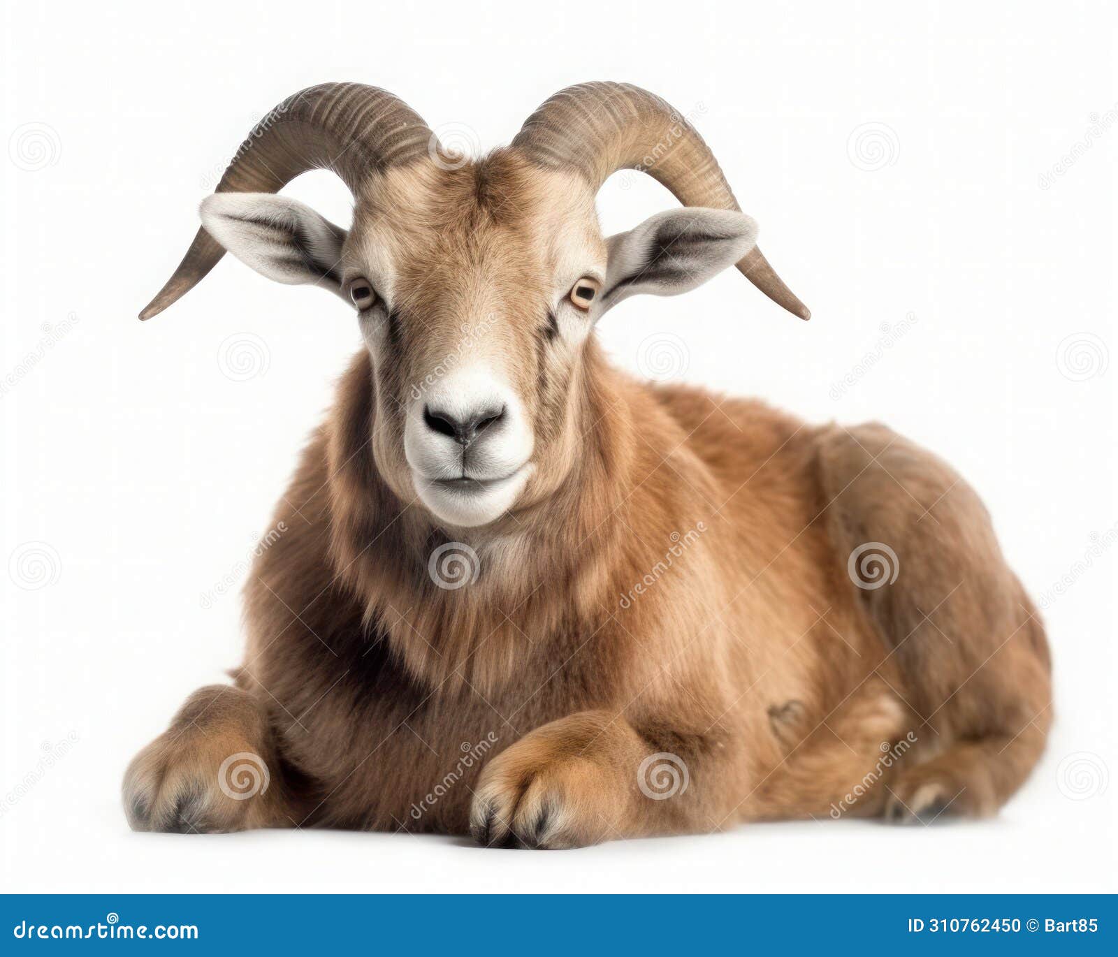 photo of aoudad  on white background. generative ai