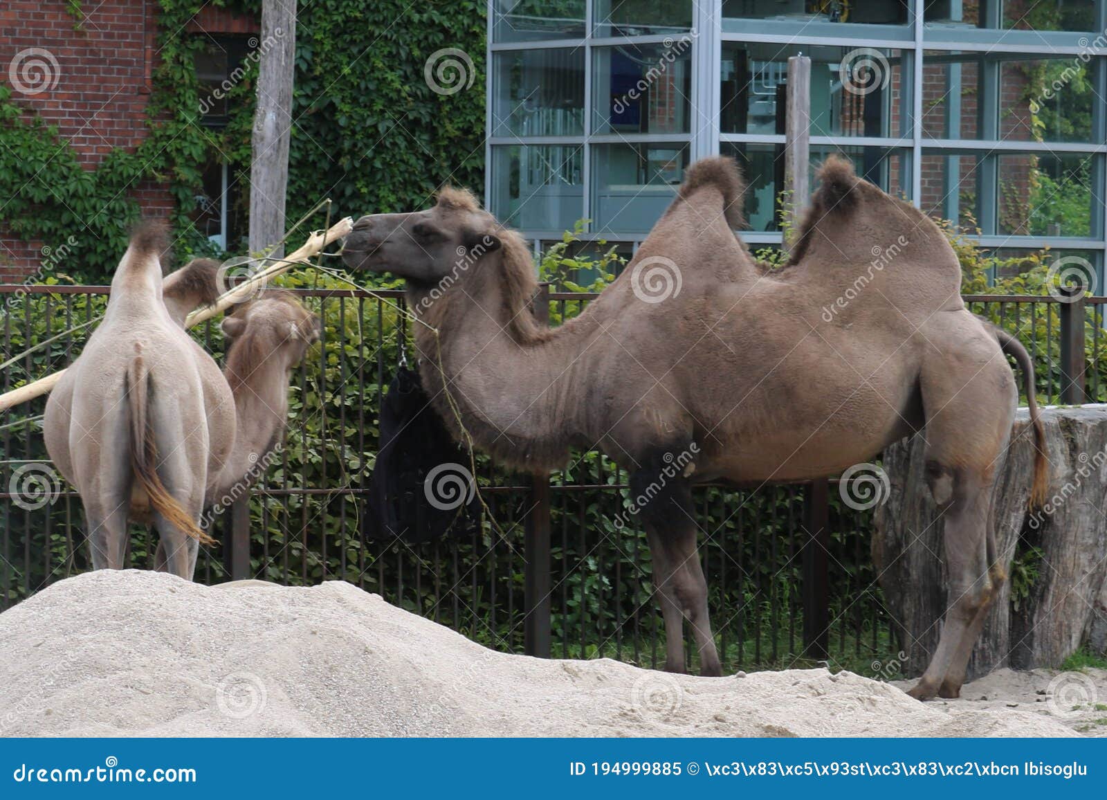 Photo of camels in zoo. editorial image. Image of camels - 194999885