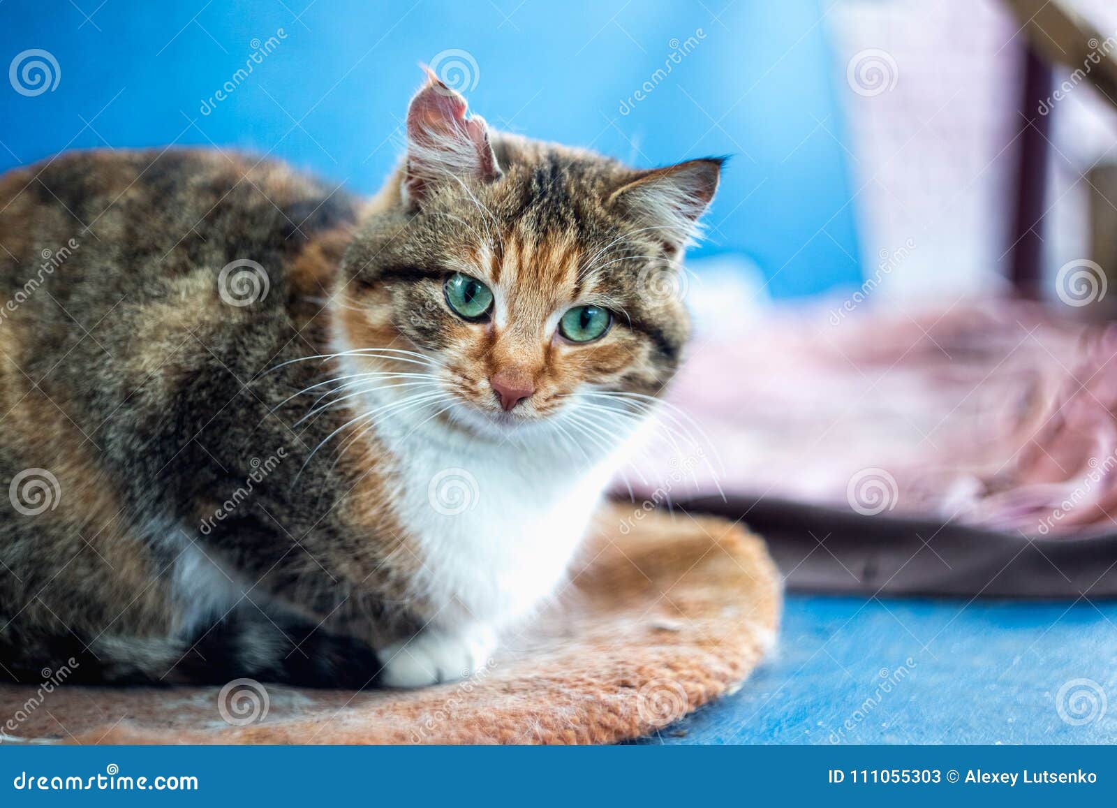 Photo of a Beautiful Cat with Torn Ear. Stock Image Image of fluffy