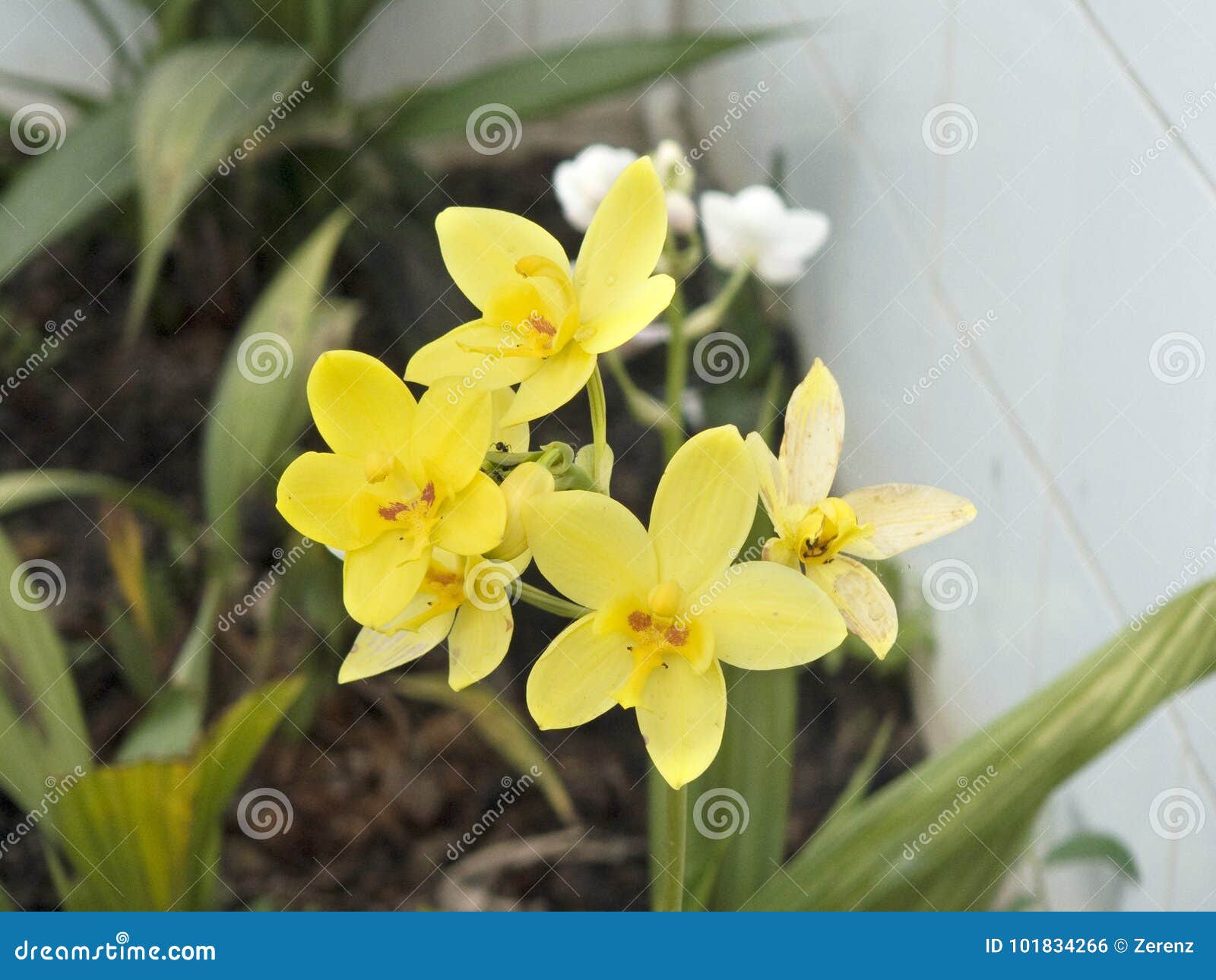 Yellow Spathoglottis Orchid Stock Photo - Image of botany, bouquet:  101834266