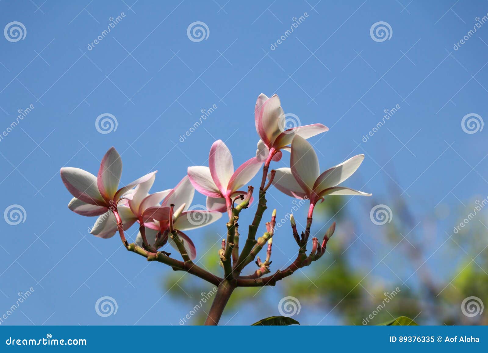 A Photo of Beautiful Plumeria Flowers on a Holiday Stock Image - Image ...