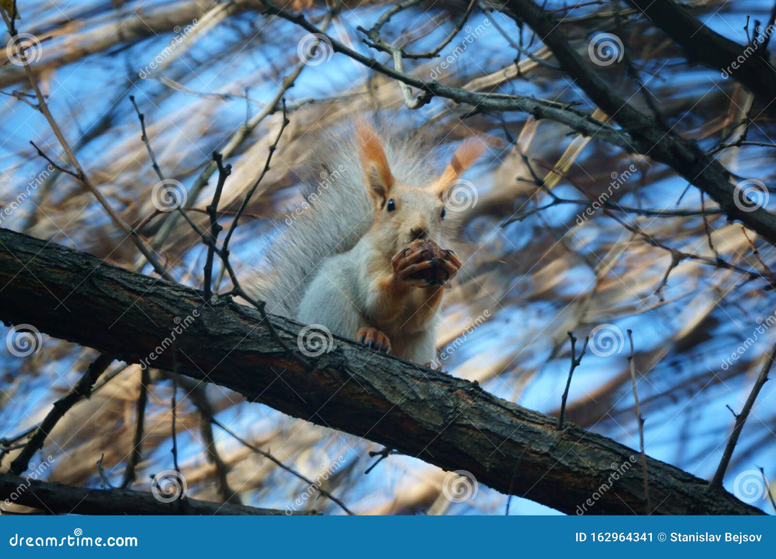 Photo of a Beautiful Squirrel in Nature. Animals in the Wild. Stock Image -  Image of flower, belongs: 162964341