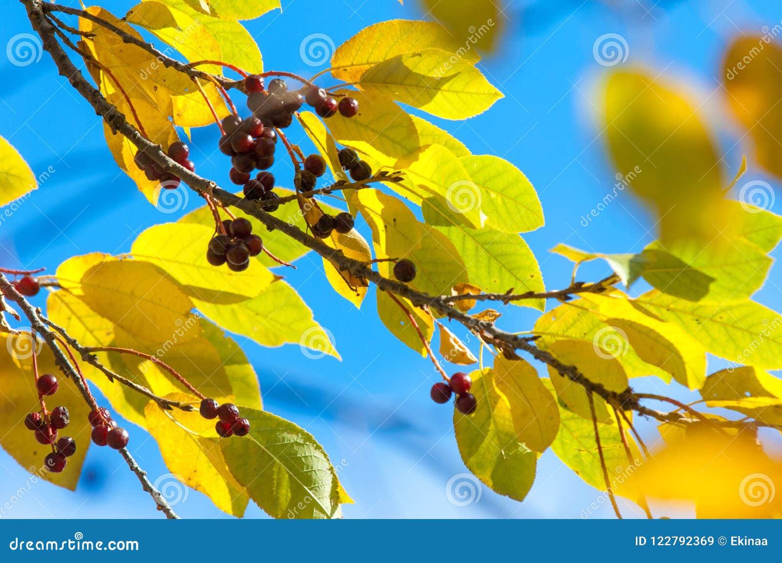Photo Of Berries On A Tree Bird Cherry Late Autumn A Small Wild