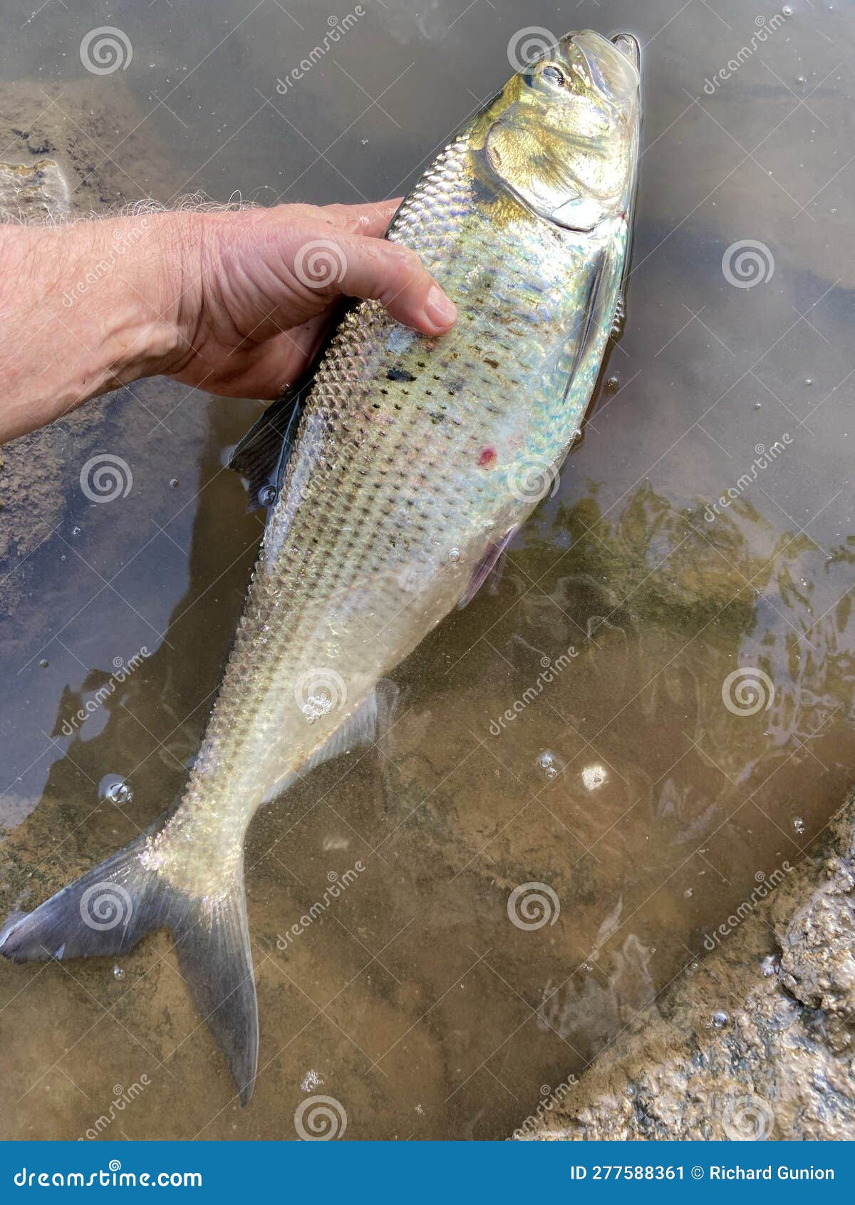 Big American Shad Catch from the Potomac River in May Stock Image - Image  of eating, american: 277588361