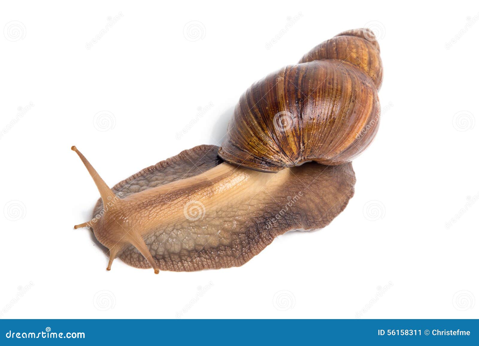 Photo of big brown snail stock image. Image of mollusc 56158311