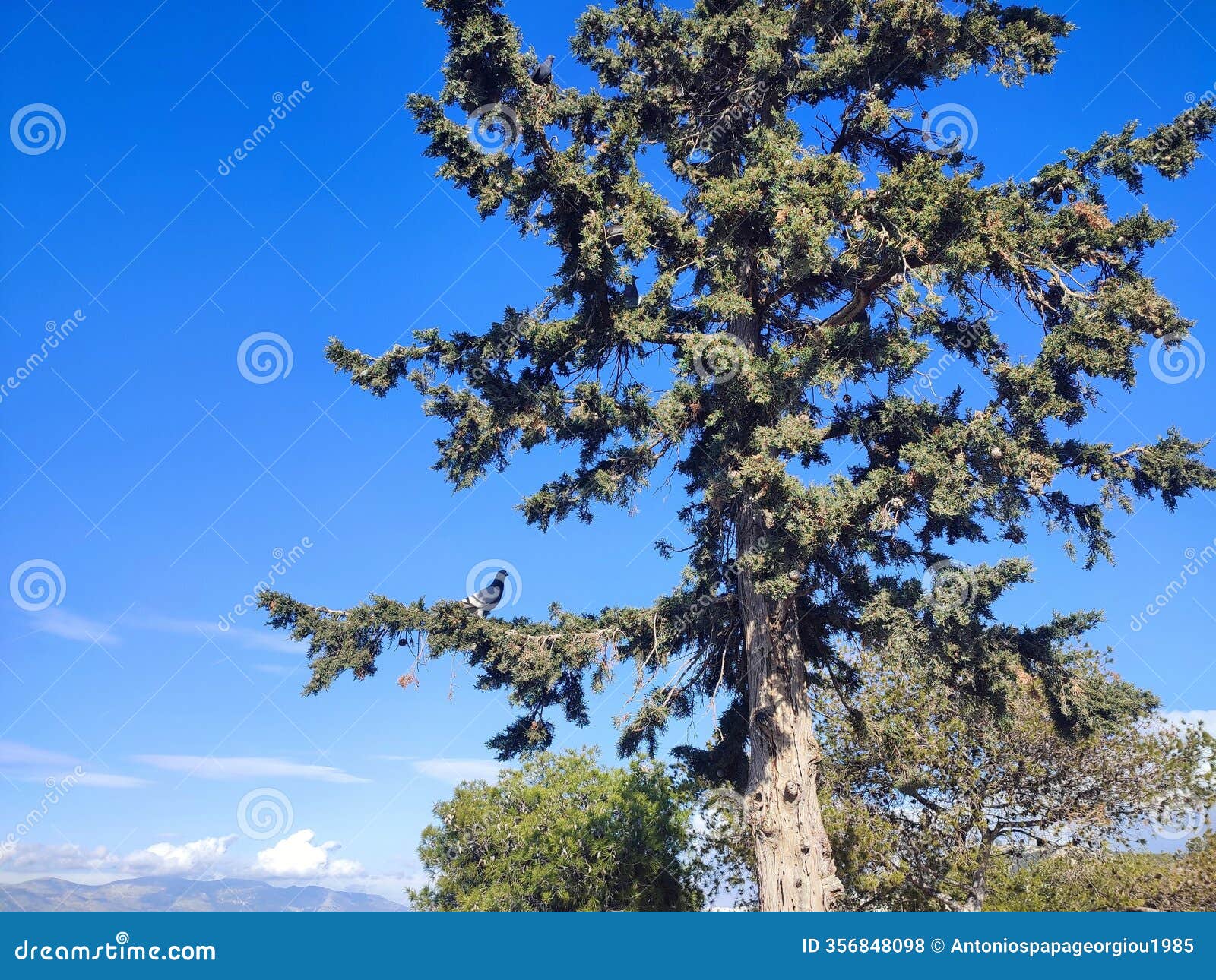 photo a bigcone spruce tree (pseudotsuga macrocarpa), against a blue sky.