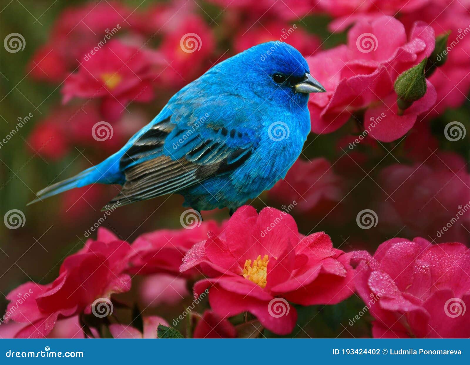 Photo with a Bird on the Background of Miniature Roses. Stock Photo - Image  of background, bird: 193424402