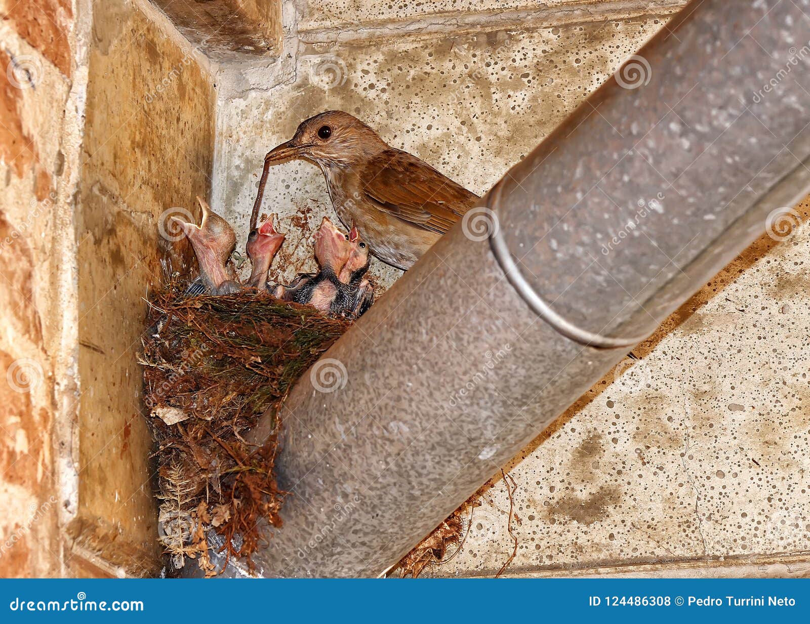 Bird Feeding the Cubs in the Nest with Worms Stock Photo Image of