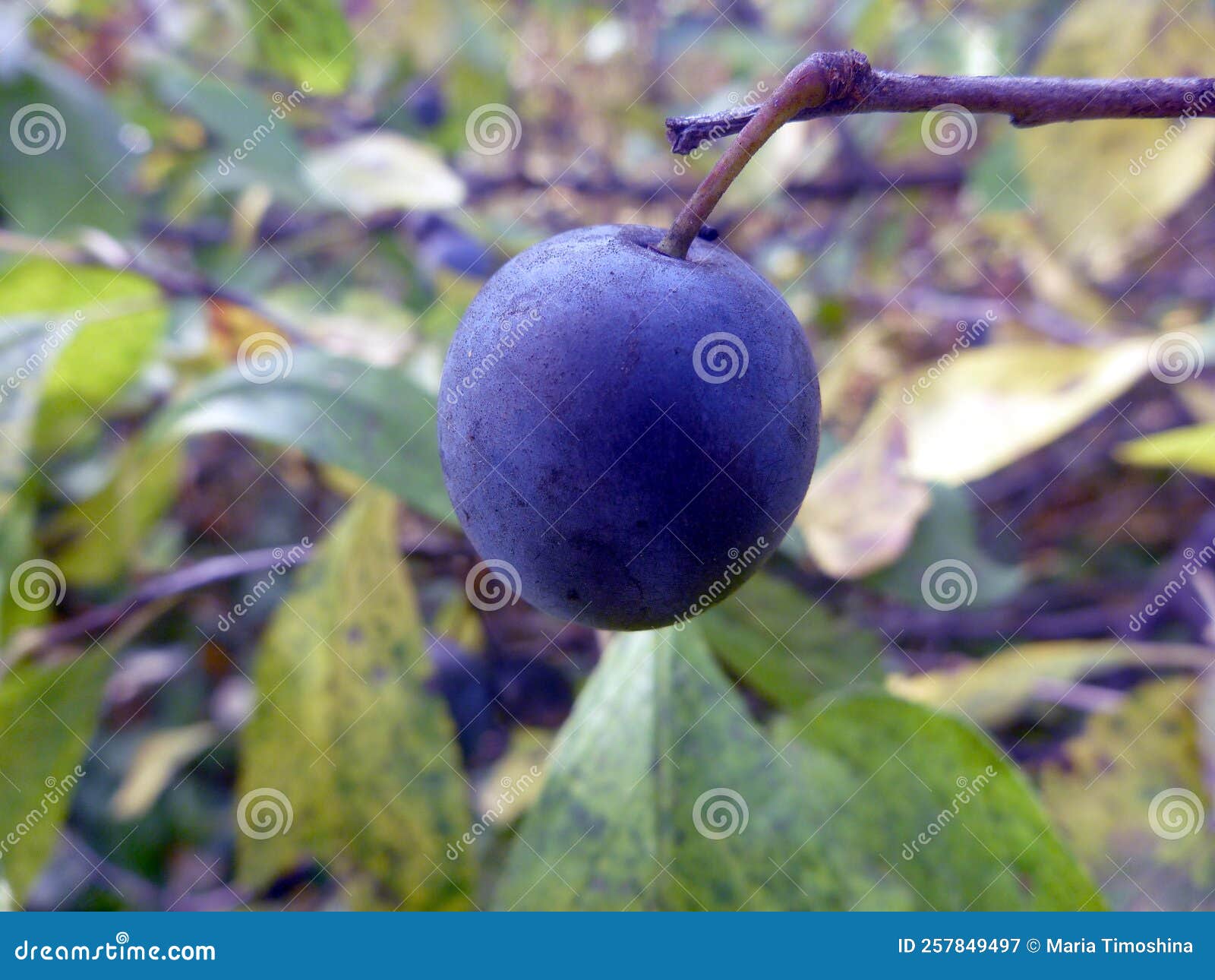 A Blackthorn Berry on the Background of Its Leaves Stock Image Image A Blackthorn Berry on the Background of Its Leaves Stock Image Image