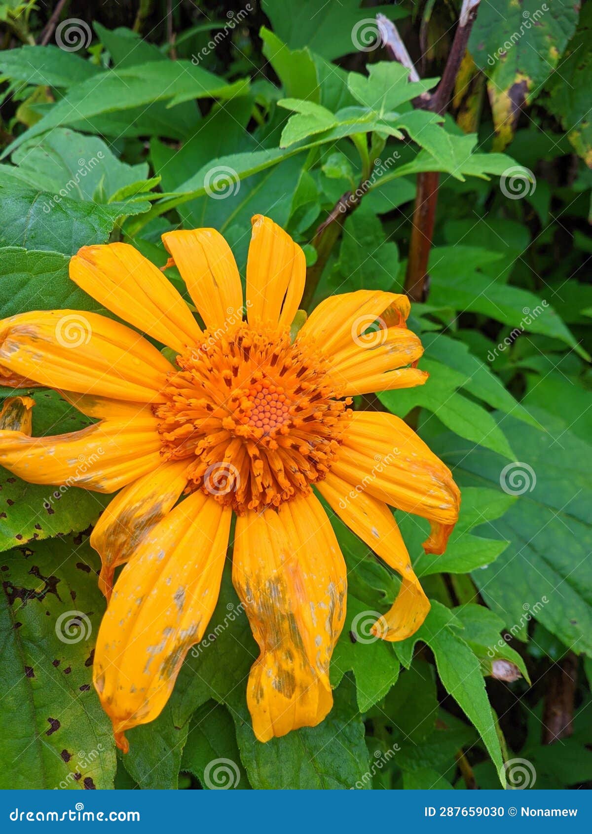 Photo of a Blooming Sunflower in the Morning Stock Photo Image of
