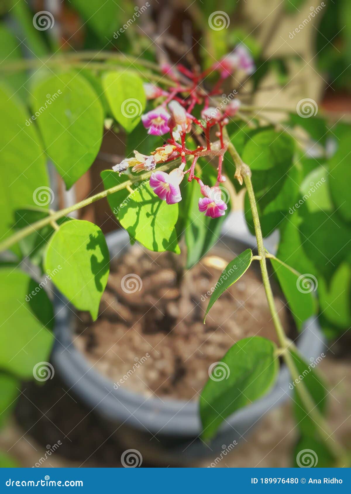 Photo of Bonsai Starfruit Tree Flowers Stock Photo Image of fruit