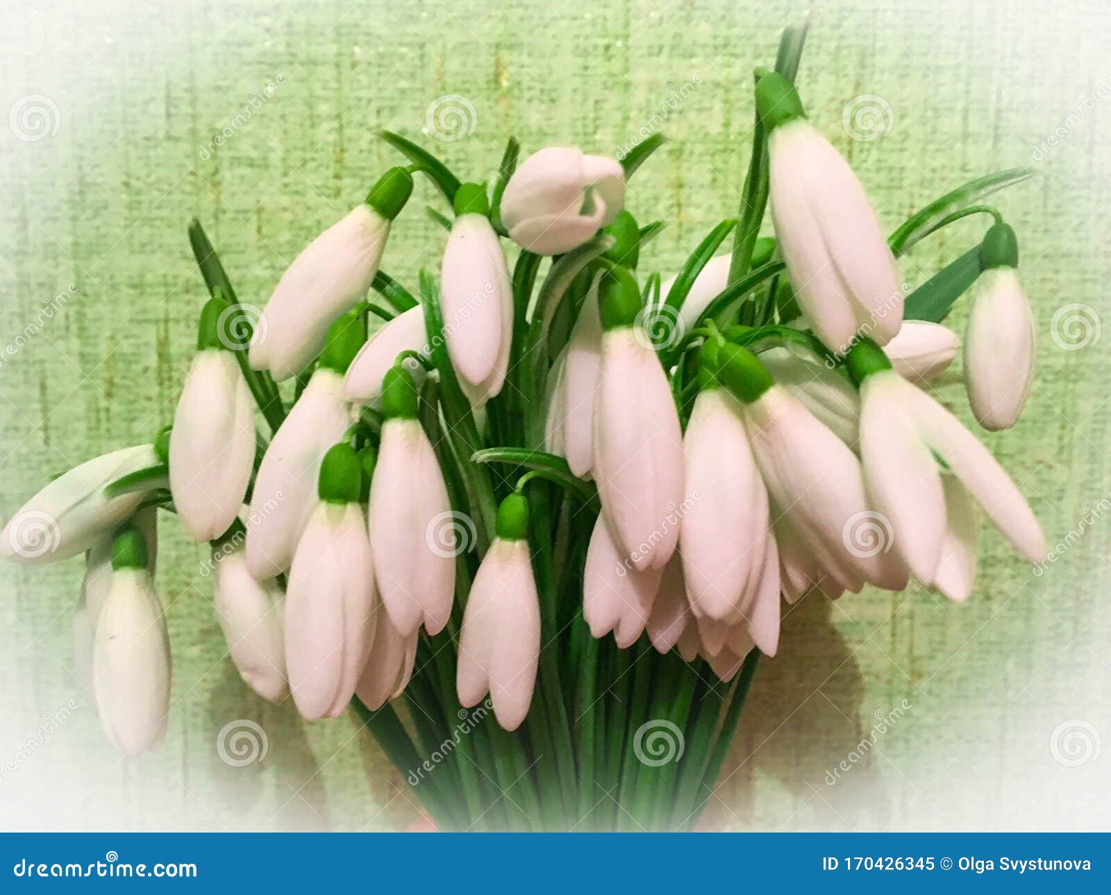 photo of the bouquet of the first spring flowers  snowdrops  for flower shop or magazine background. post card for woman`s or moth