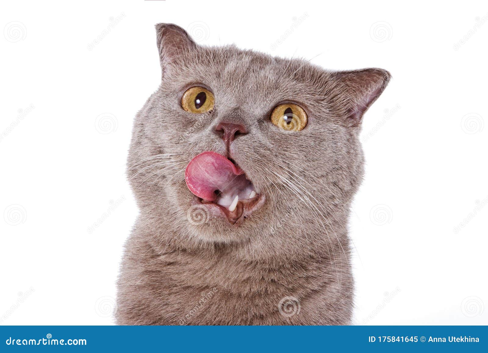 British Cat Meows And Licks Isolated On White Stock Image Image of