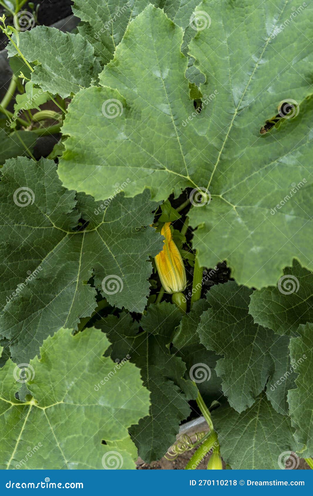 Photo of a Bush Zucchini in the Garden Stock Photo Image of outdoors