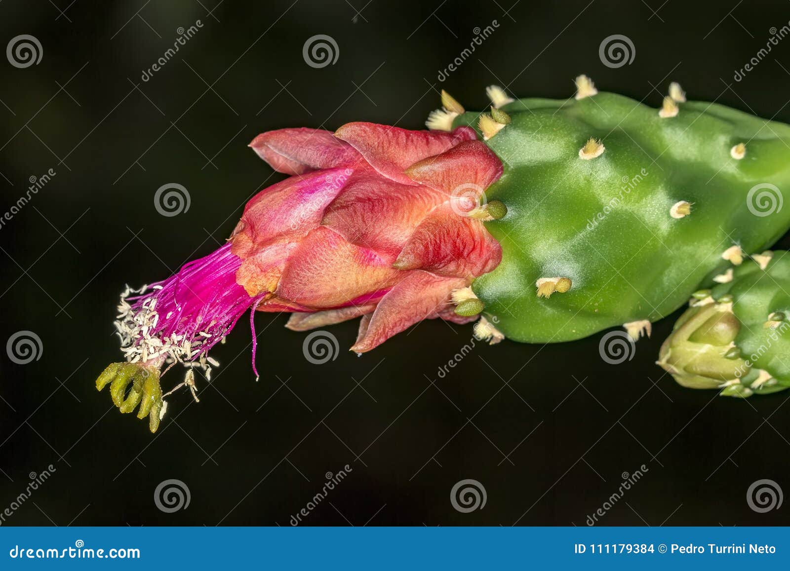 Cactus Flower Extreme Close Up Stock Photo Image of summer, bloom
