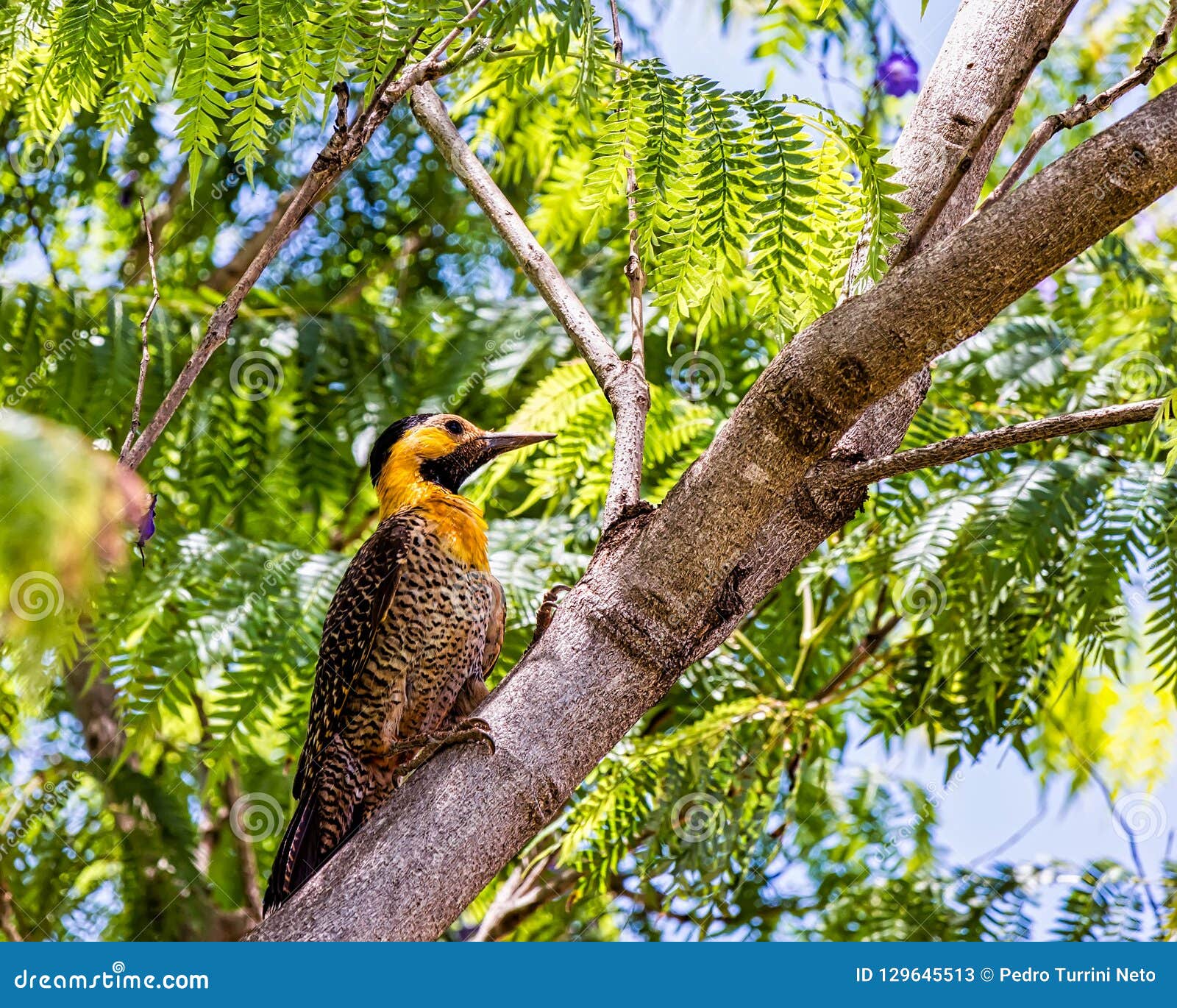 campo flicker woodpecker bird - colaptes campestris - on tree branch