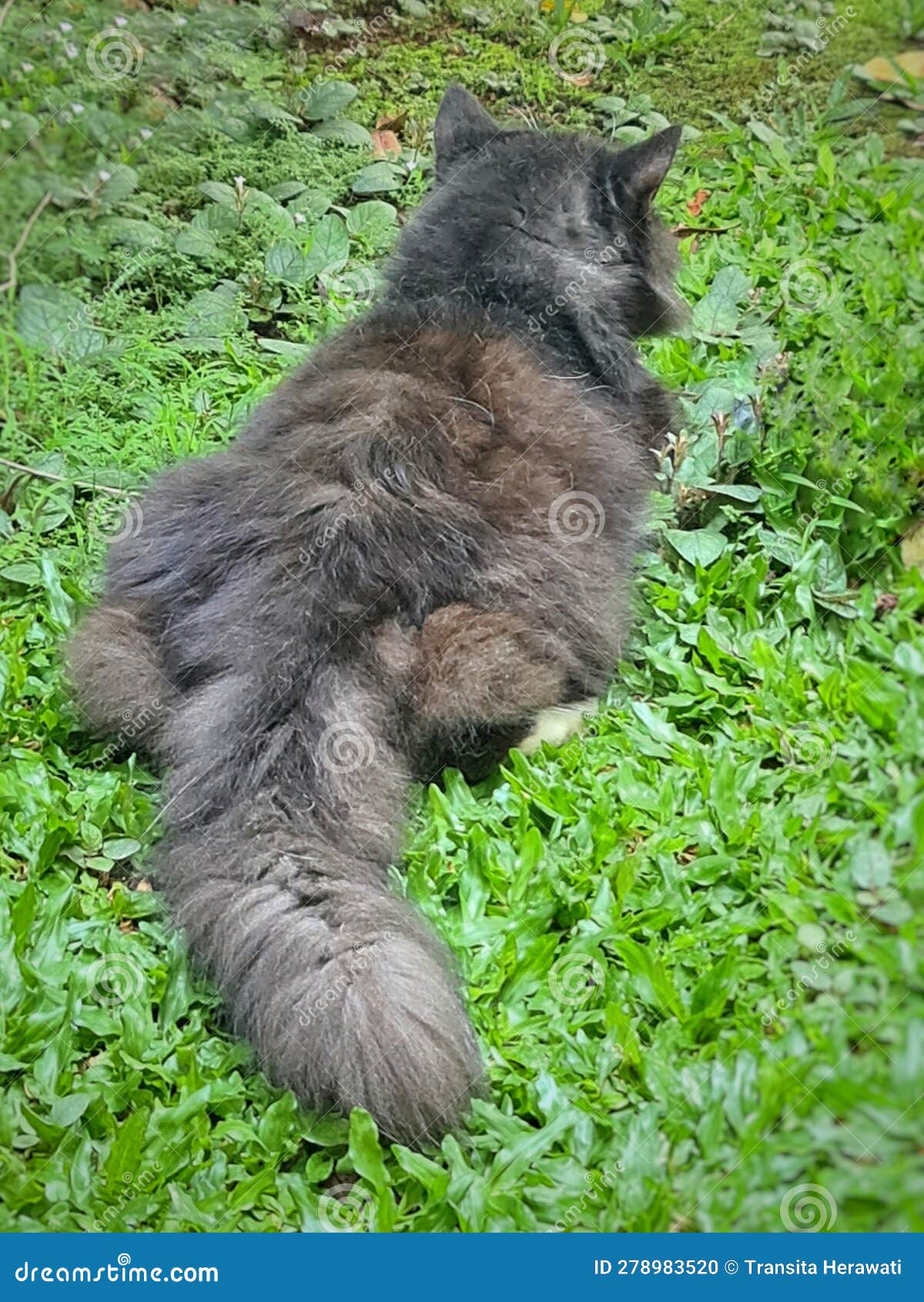 Photo of the Cat S Back Lying Down on the Grass Stock Photo Image of