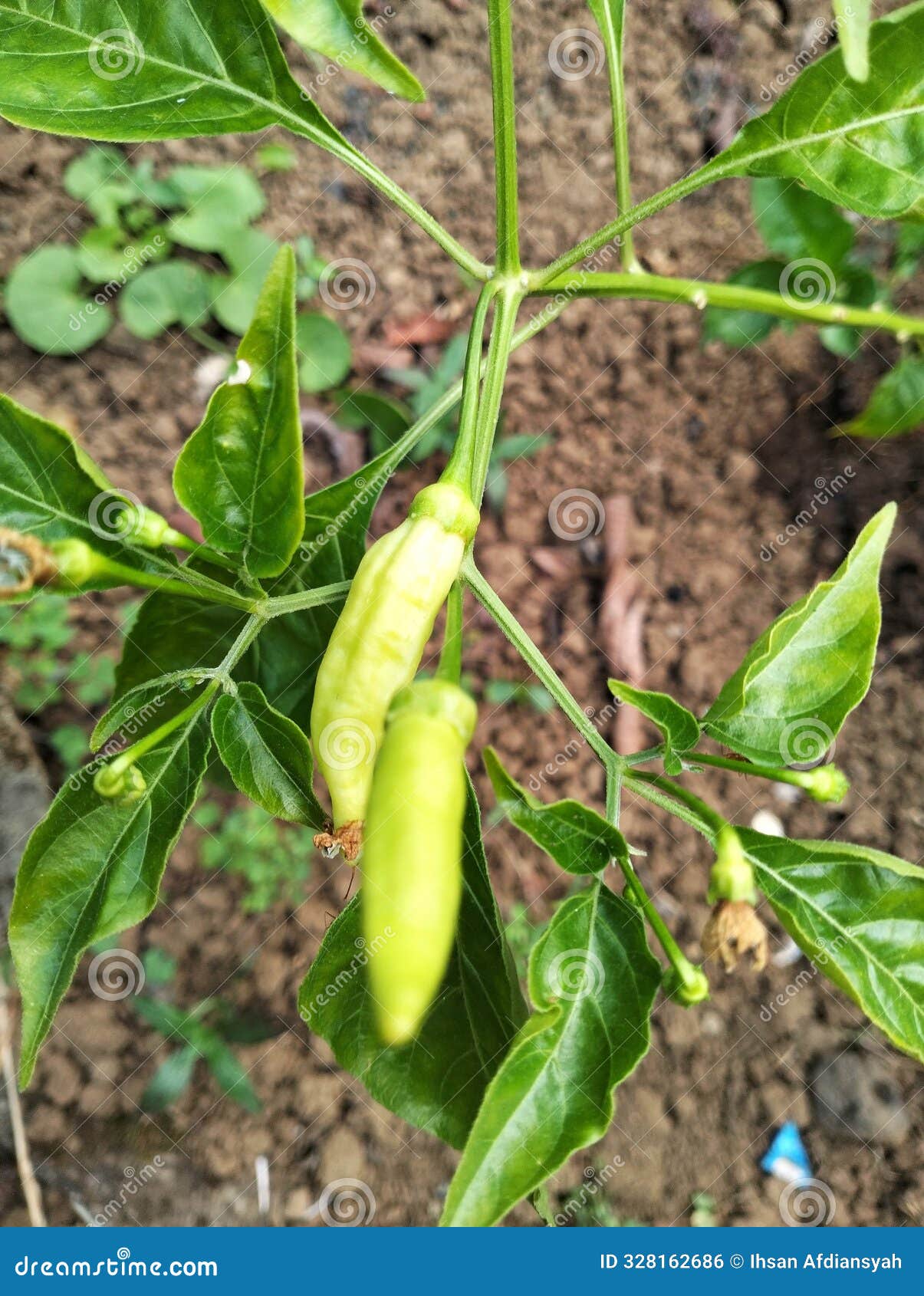 photo of cayenne pepper fruit taken in a resident& x27;s garden