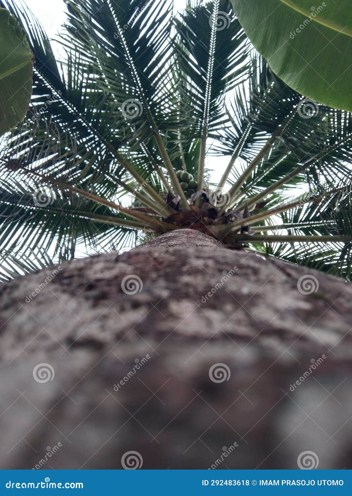 Photo of a Coconut Tree Bearing Fruit Stock Photo Image of coconut