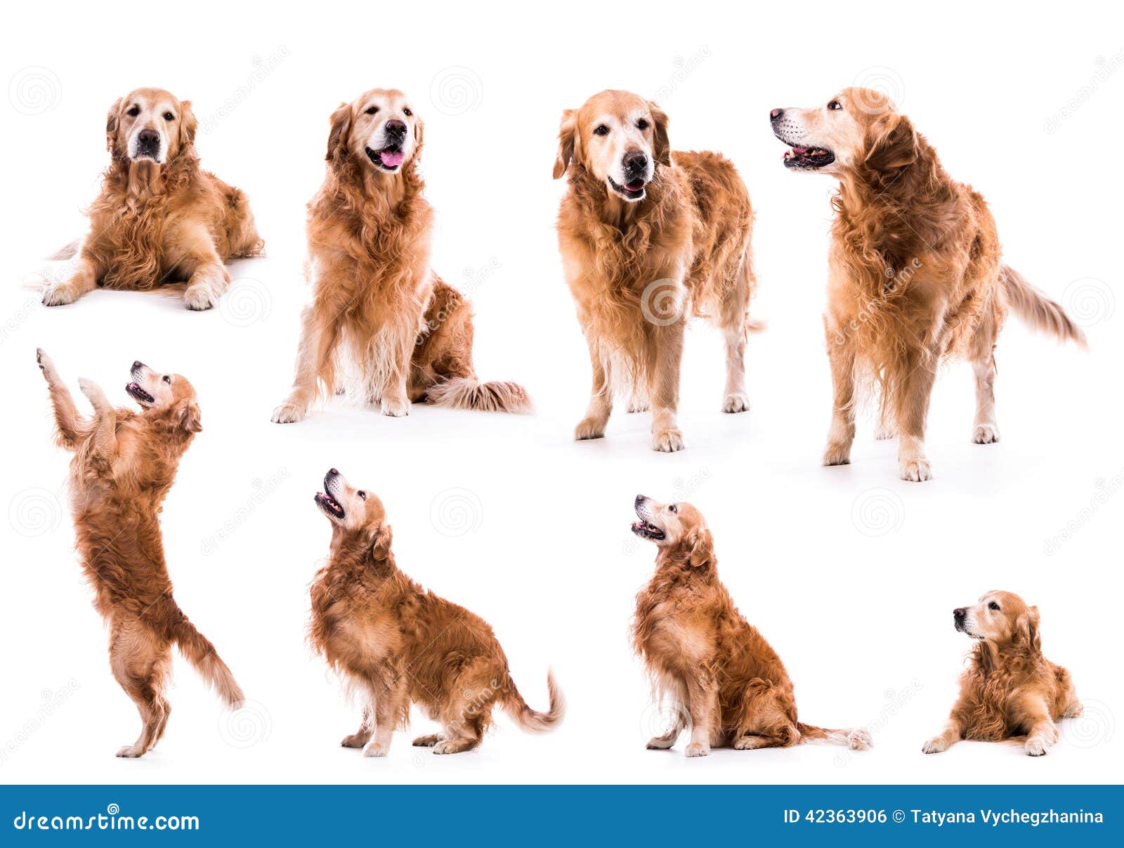 Photo Collage Golden Retriever Stock Photo Image of sweet, mammal