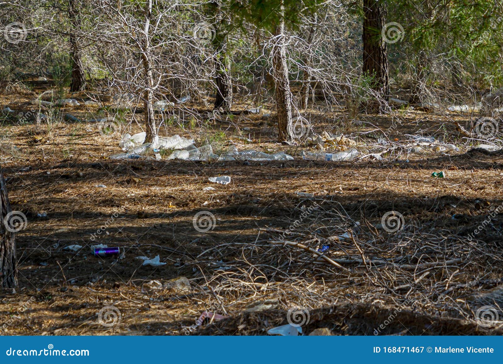 photo complaint. crowd of plastic bottles in the pine forest of coto cuadros. murcia, spain