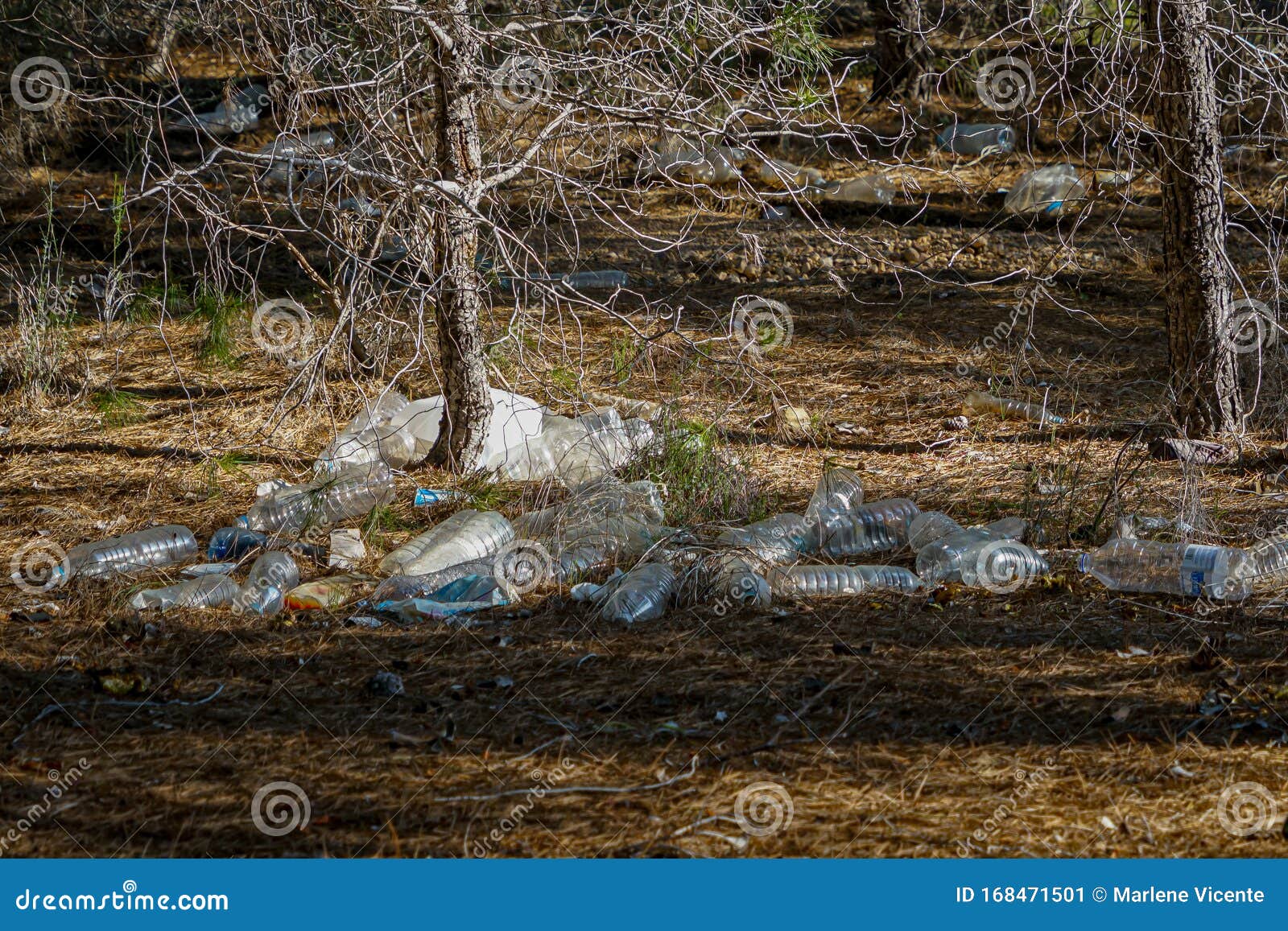 photo complaint. crowd of plastic bottles in the pine forest of coto cuadros. murcia, spain