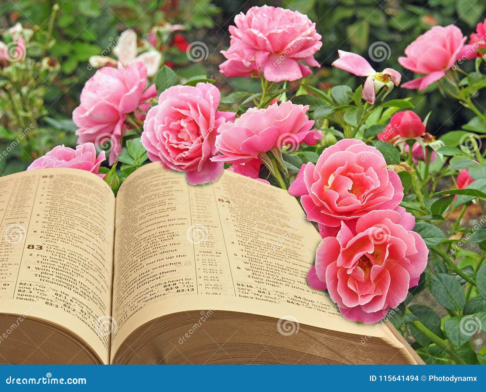 614 Bible Roses Stock Photos - Free & Royalty-Free Stock Photos from  Dreamstime
