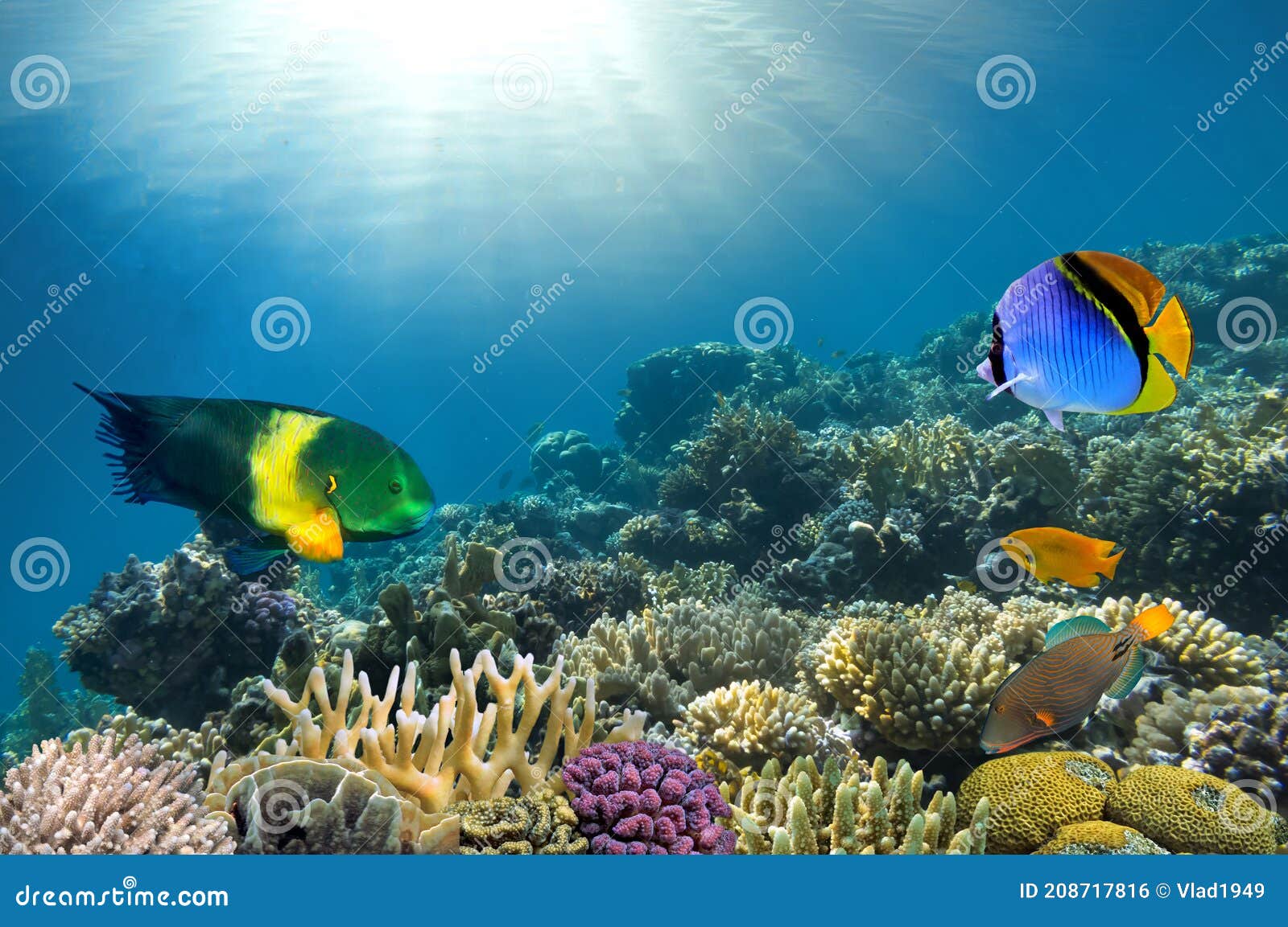 Photo of a Coral Colony on a Reef Top Red Sea Stock Photo - Image of ...