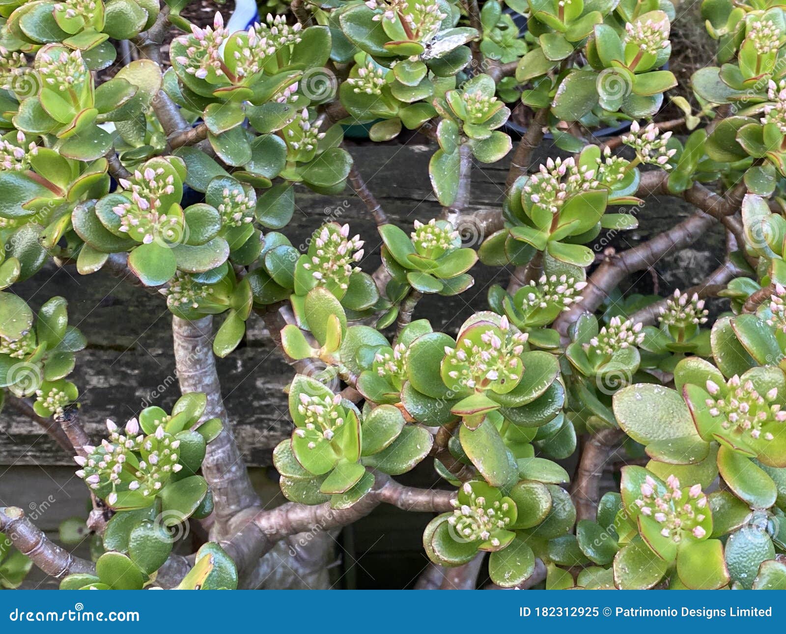 Crassula ovata, jade plant, lucky plant, money plant Photo