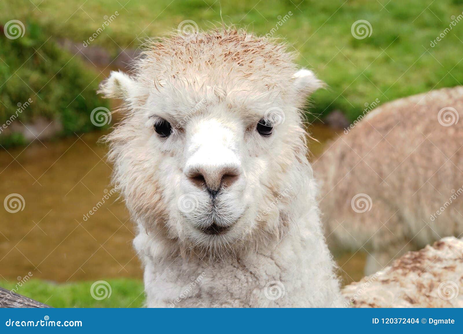 Alpaca Face Closeup Stock Photo Image Of Face Ecuador