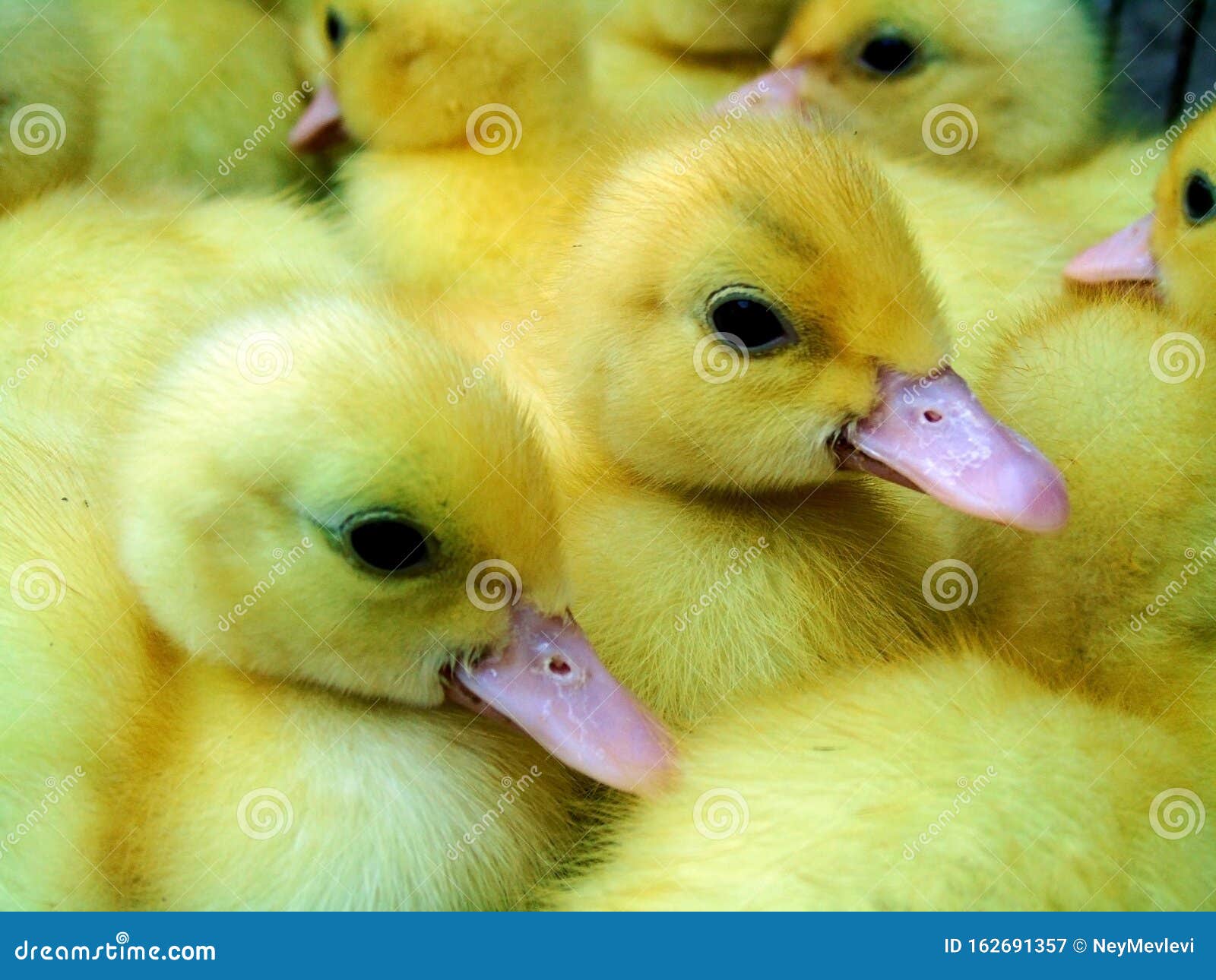 Cute yellow ducklings stock image. Image of beauty, background - 162691357
