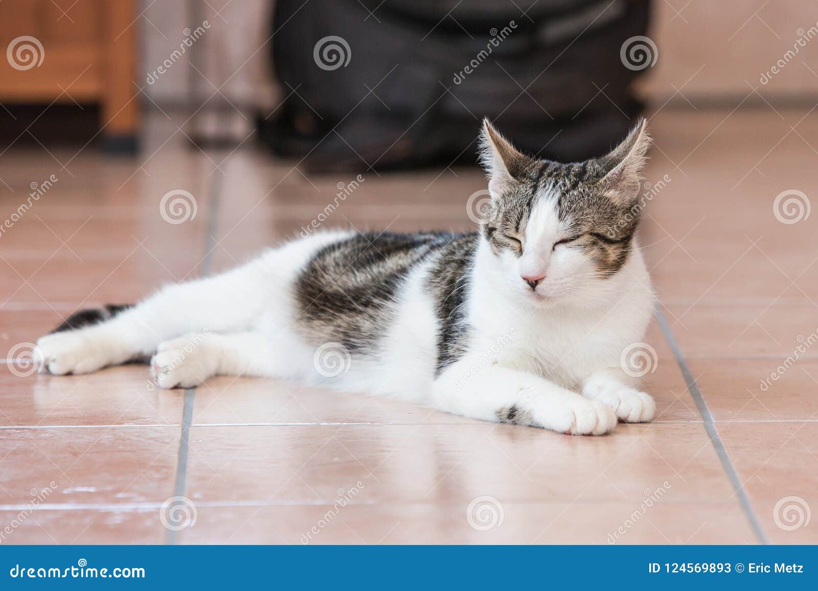 Photo D Un Chat Europeen Image Stock Image Du Blanc