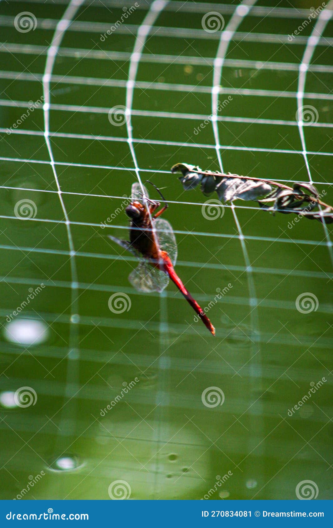 Photo D'un Insecte De Libellule Rouge Perché Sur Une Toile D'araignées  Image stock - Image du araignées, filet: 270834081