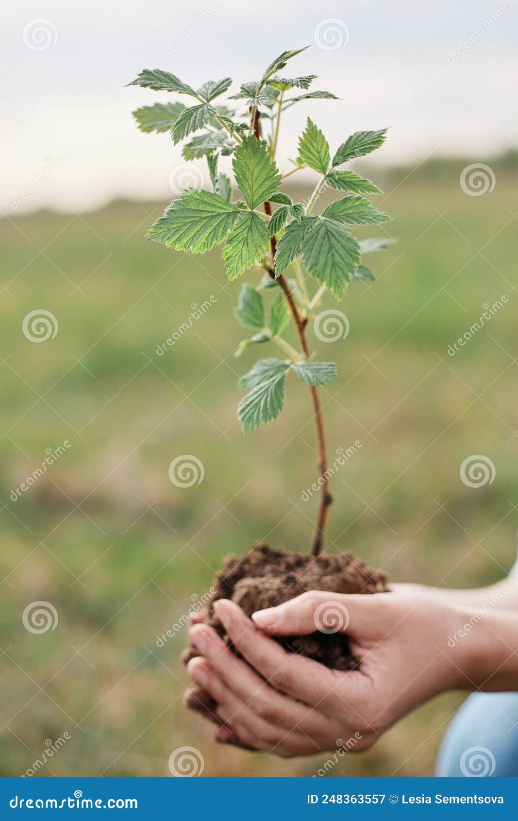 Photo D'une Femme Sans Visage Tenant Une Petite Framboise Dans Les Mains  Prêt à Planter Des Baies Posant Dans La Prairie Ou Dans Image stock - Image  du anonyme, fixation: 248363557