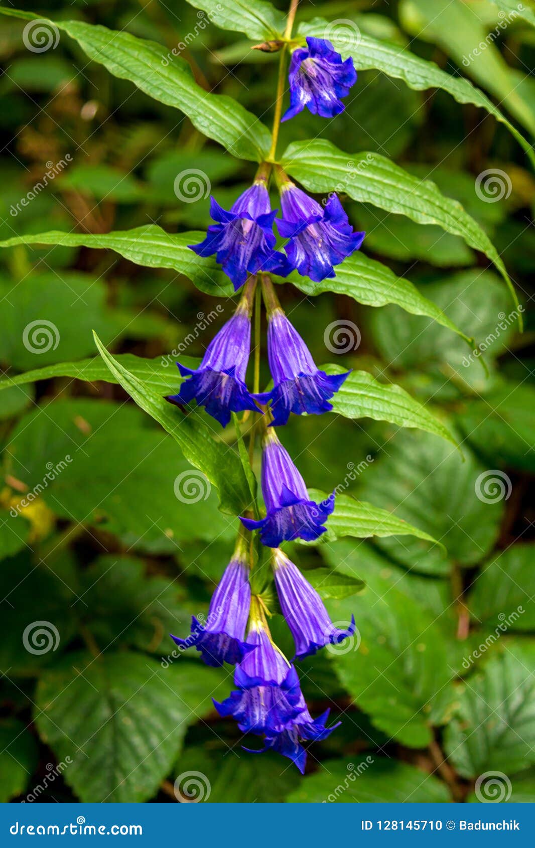 Photo De Fleur Sauvage Violette Bleue En Montagnes Carpathiennes Photo  stock - Image du vert, ressort: 128145710