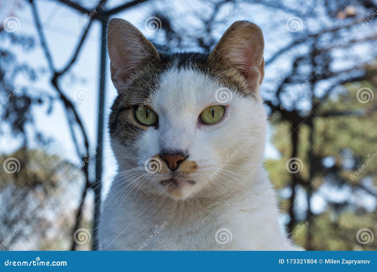Photo De Gros Plan Photo Parasite De Chat De Trois Couleurs D Un Chat De Thessalonique Grece Photo Stock Image Du Drole Inquieter Photo De Gros Plan Photo Parasite De Chat De Trois Couleurs D Un Chat De Thessalonique Grece Photo Stock Image Du Drole Inquieter