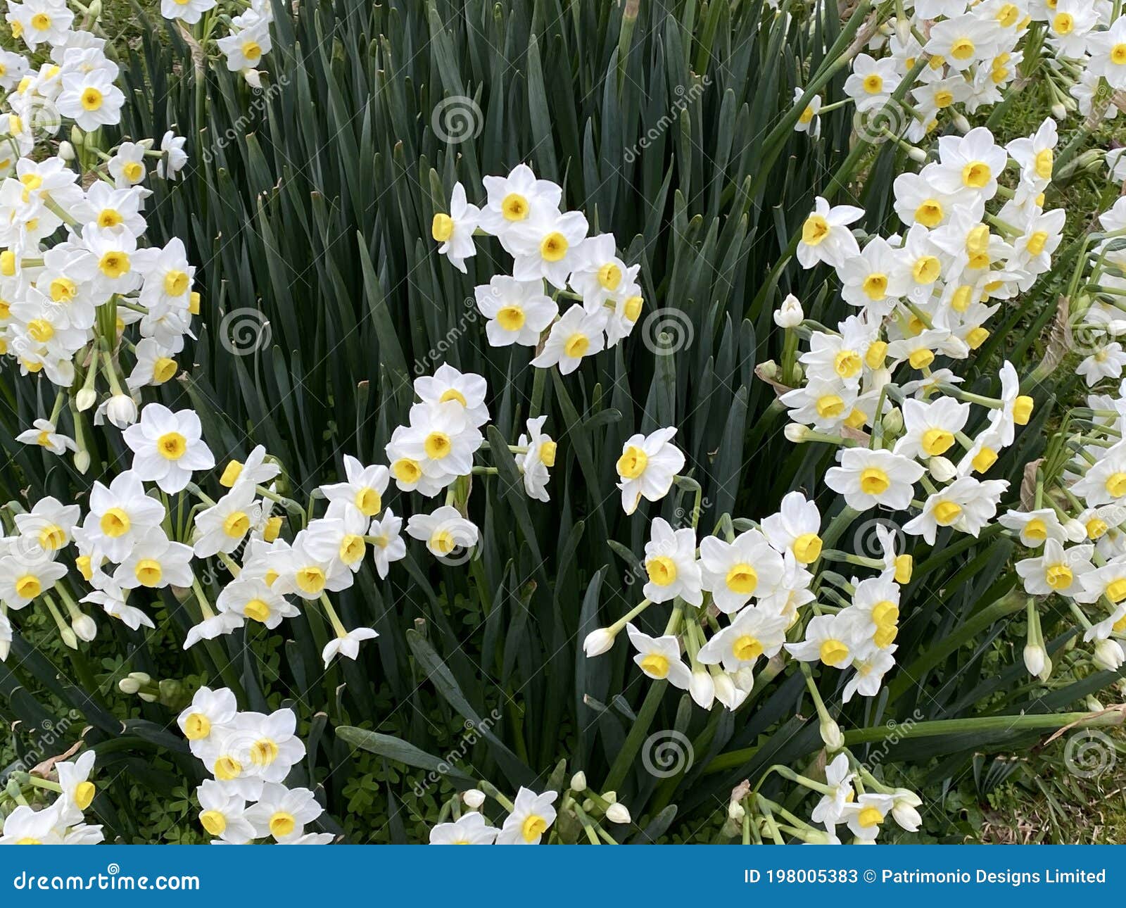 Photo De La Fleur De Narcisses Ou De L'oeil Narcissus Poeticus Du Poète Du  Faisan Image stock - Image du narcisse, blanc: 198005383