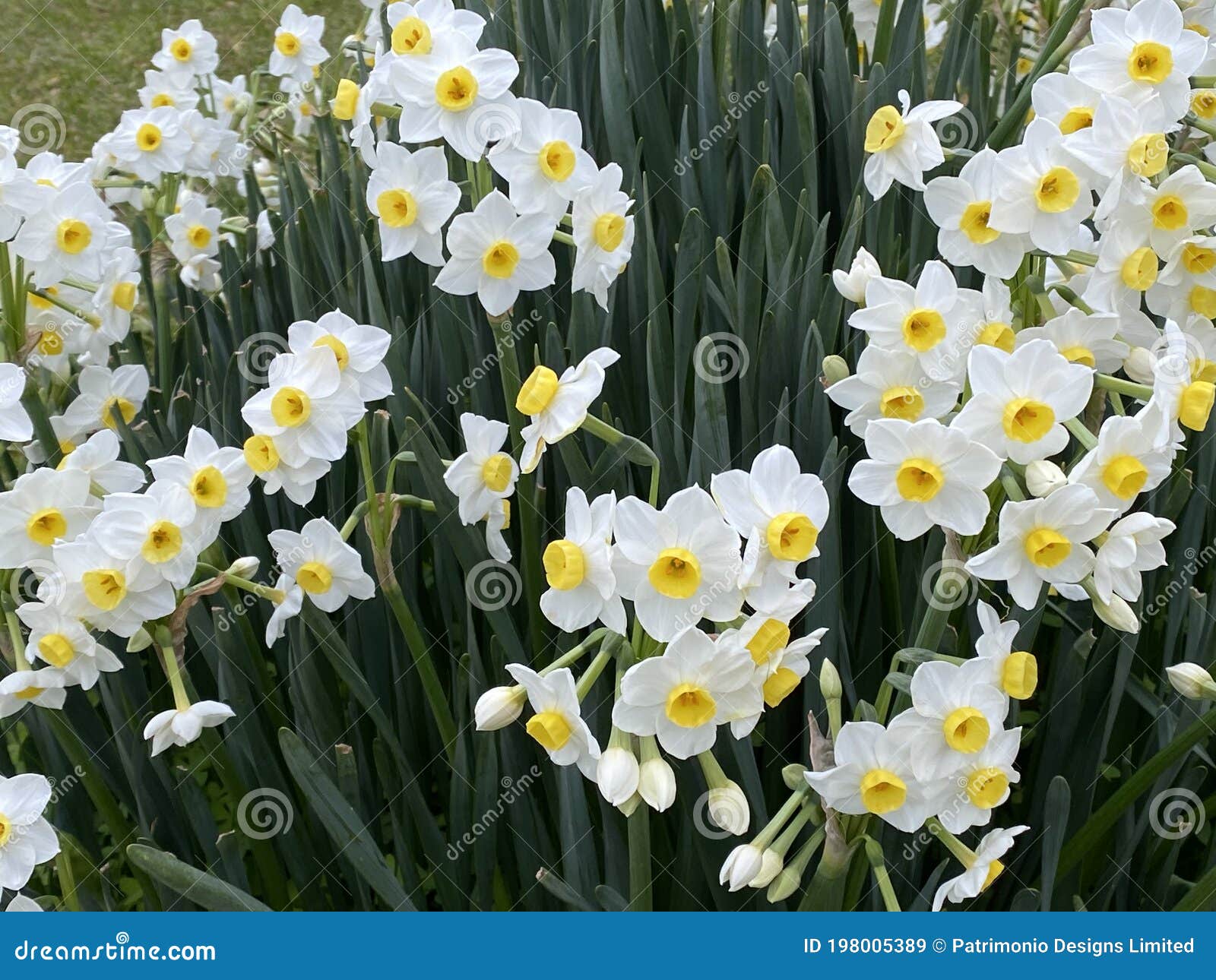 Photo De La Fleur De Narcisses Ou De L'oeil Narcissus Poeticus Du Poète Du  Faisan Image stock - Image du nature, fleur: 198005389