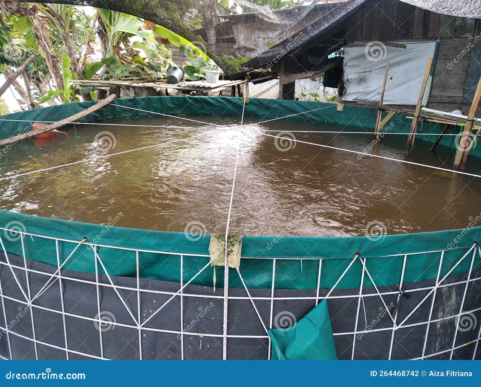 Photo De La Pisciculture Autour De Bâche D'étang Photo stock