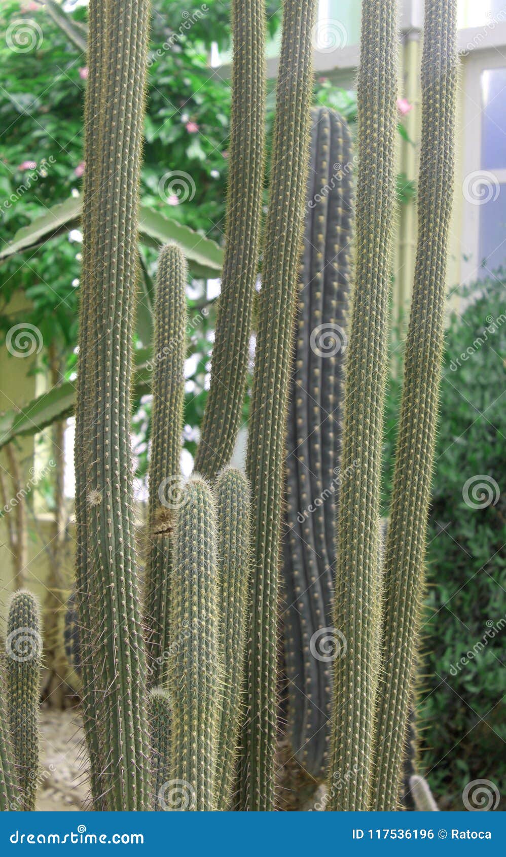 Tall cactus stock photo. Image of tall, nice, greenhouse - 117536196