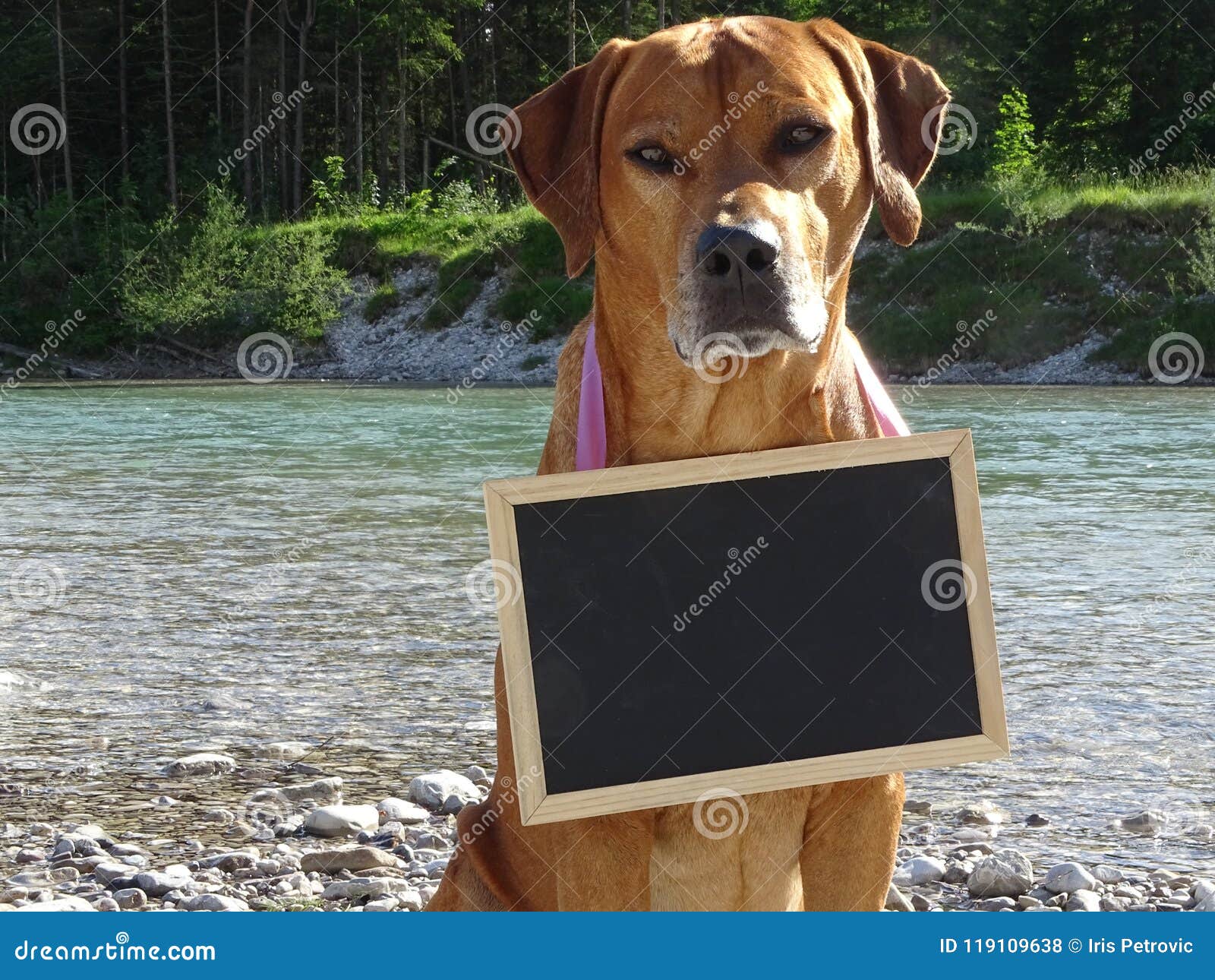 dog rhodesian ridgeback and chalkboard in nature