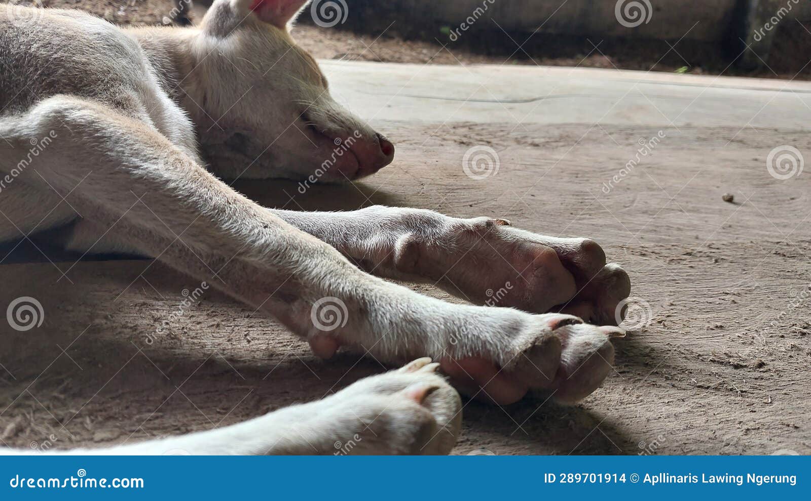 Photo of a Dog Sleeping on the Floor Stock Photo Image of sleep
