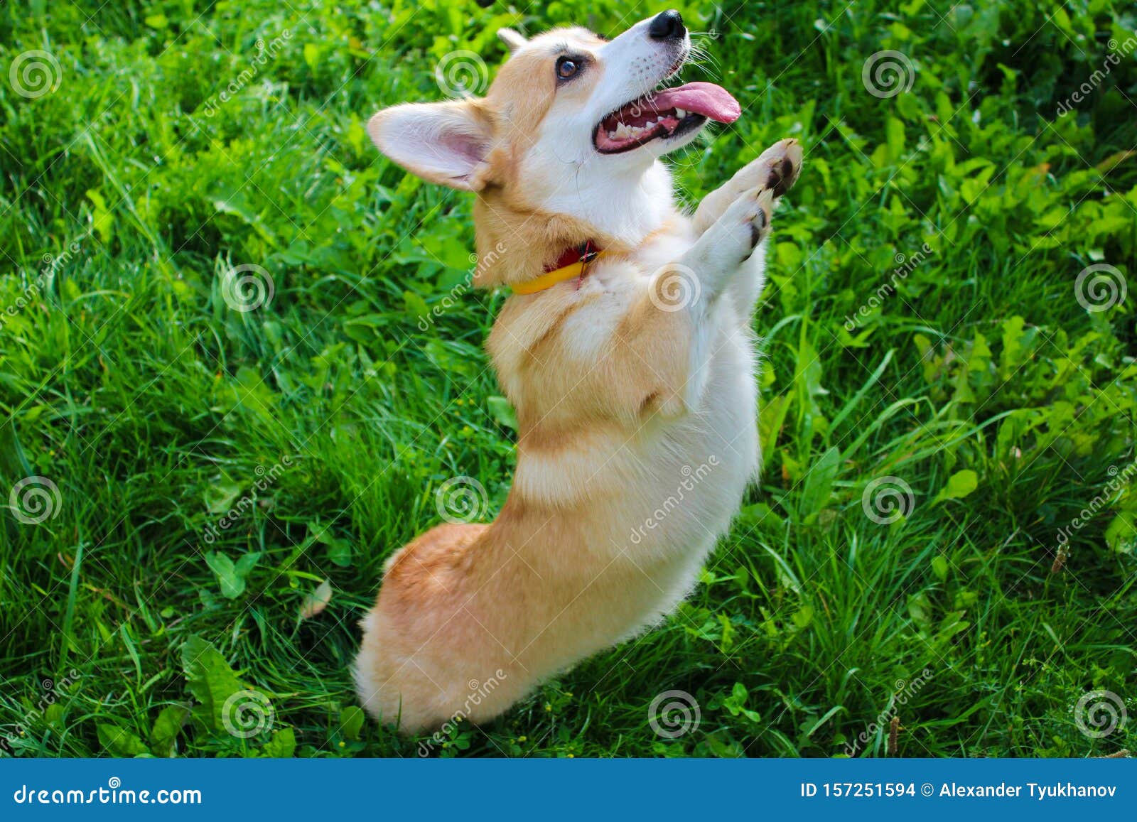photo of an emotional dog. cheerful and happy dog breed welsh corgi pembroke
