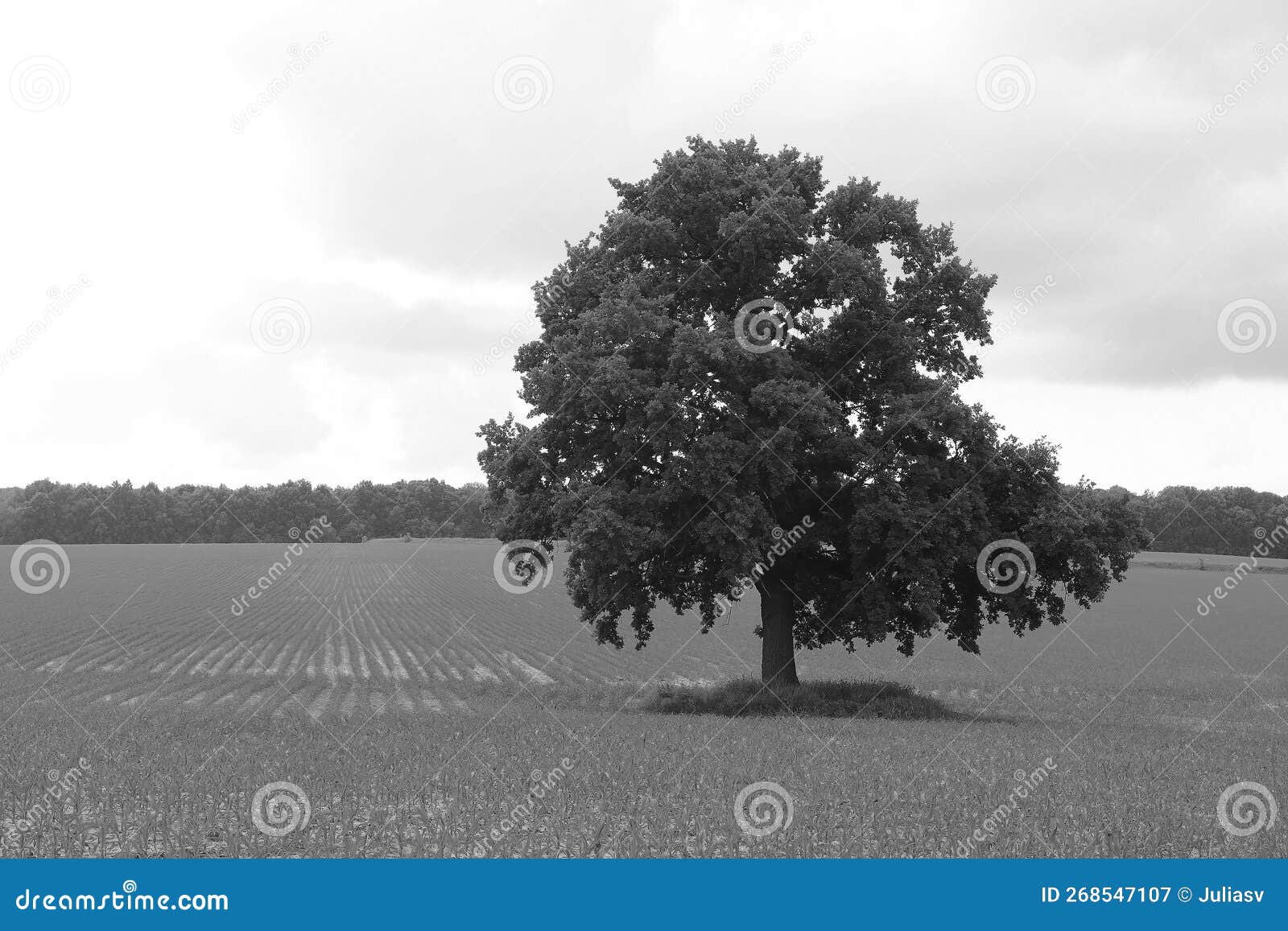 Photo En Noir Et Blanc Avec Arbre Noir Et Blanc Image stock - Image du